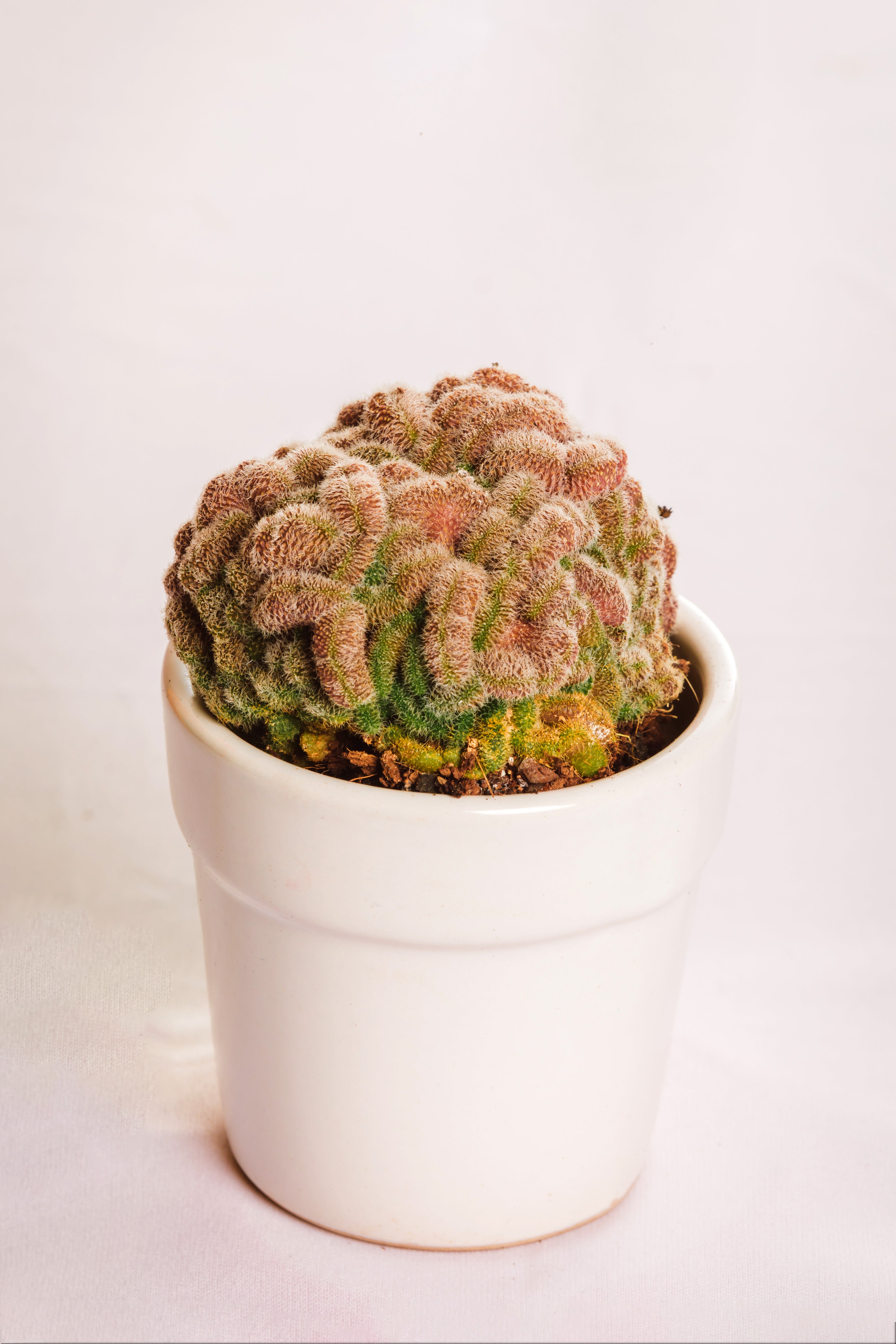 Mammilaria Compressa Cv Yokan