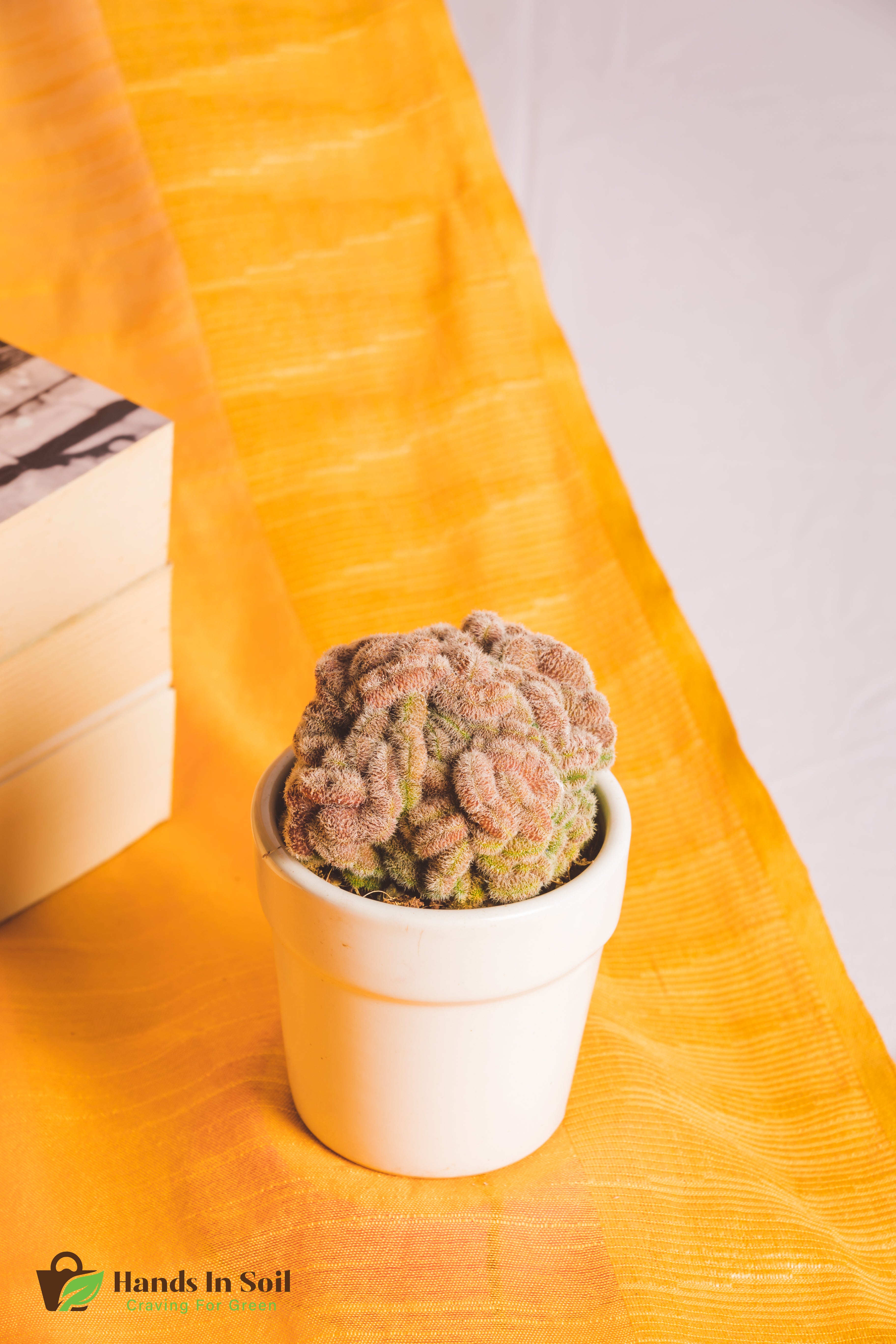 Mammilaria Compressa Cv Yokan