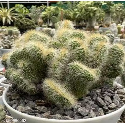 Neobuxbaumia polylopha f. cristata Live plant