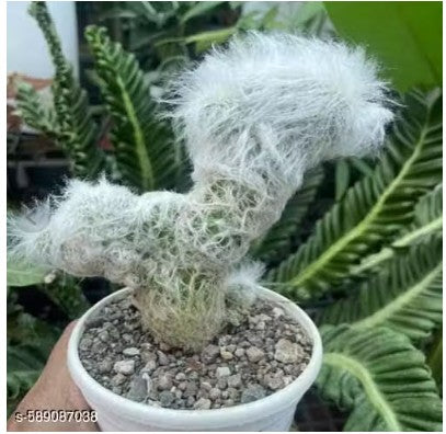 Old Man Crestata Live Plant