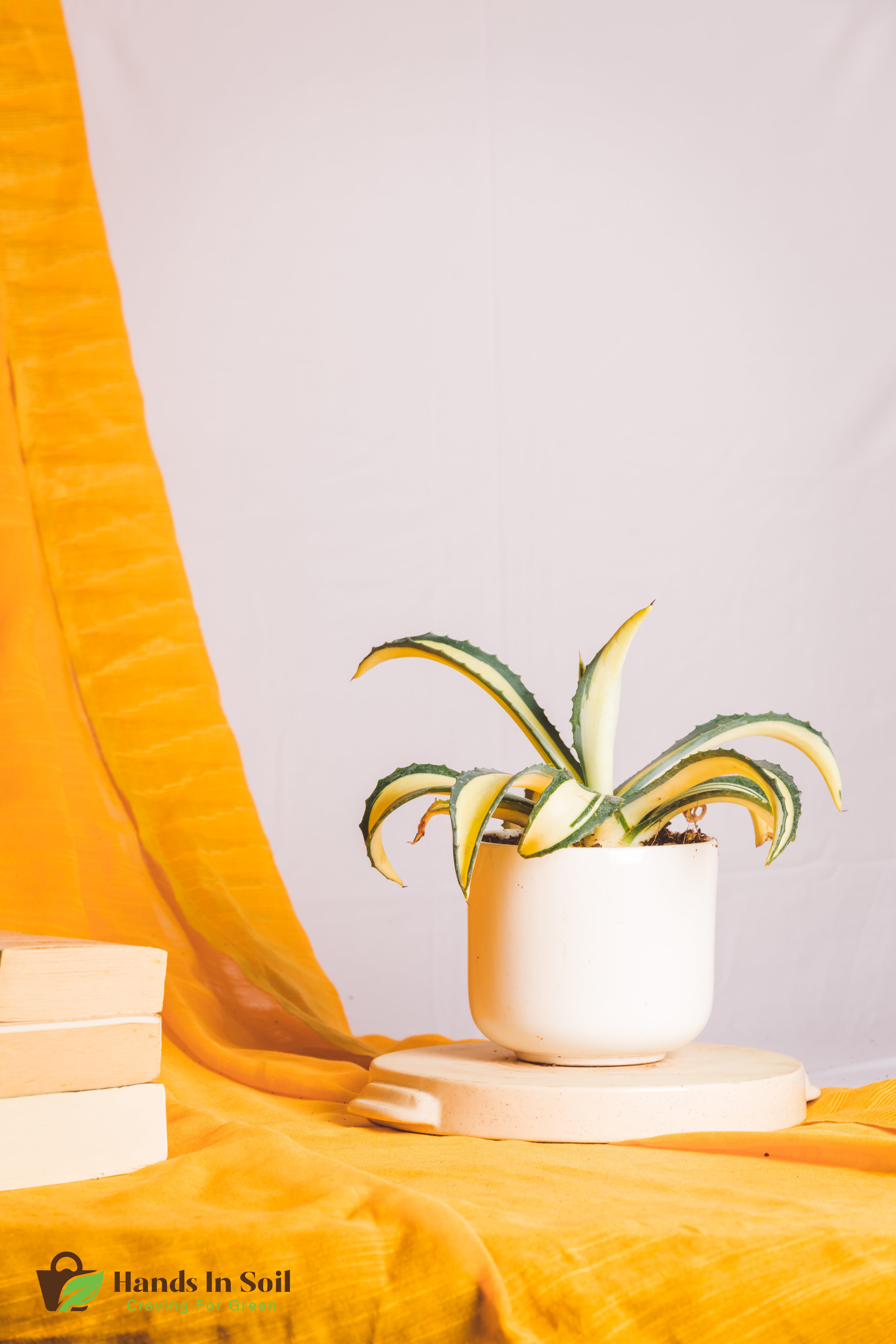 Agave Americana Mediopicta Aurea - Big