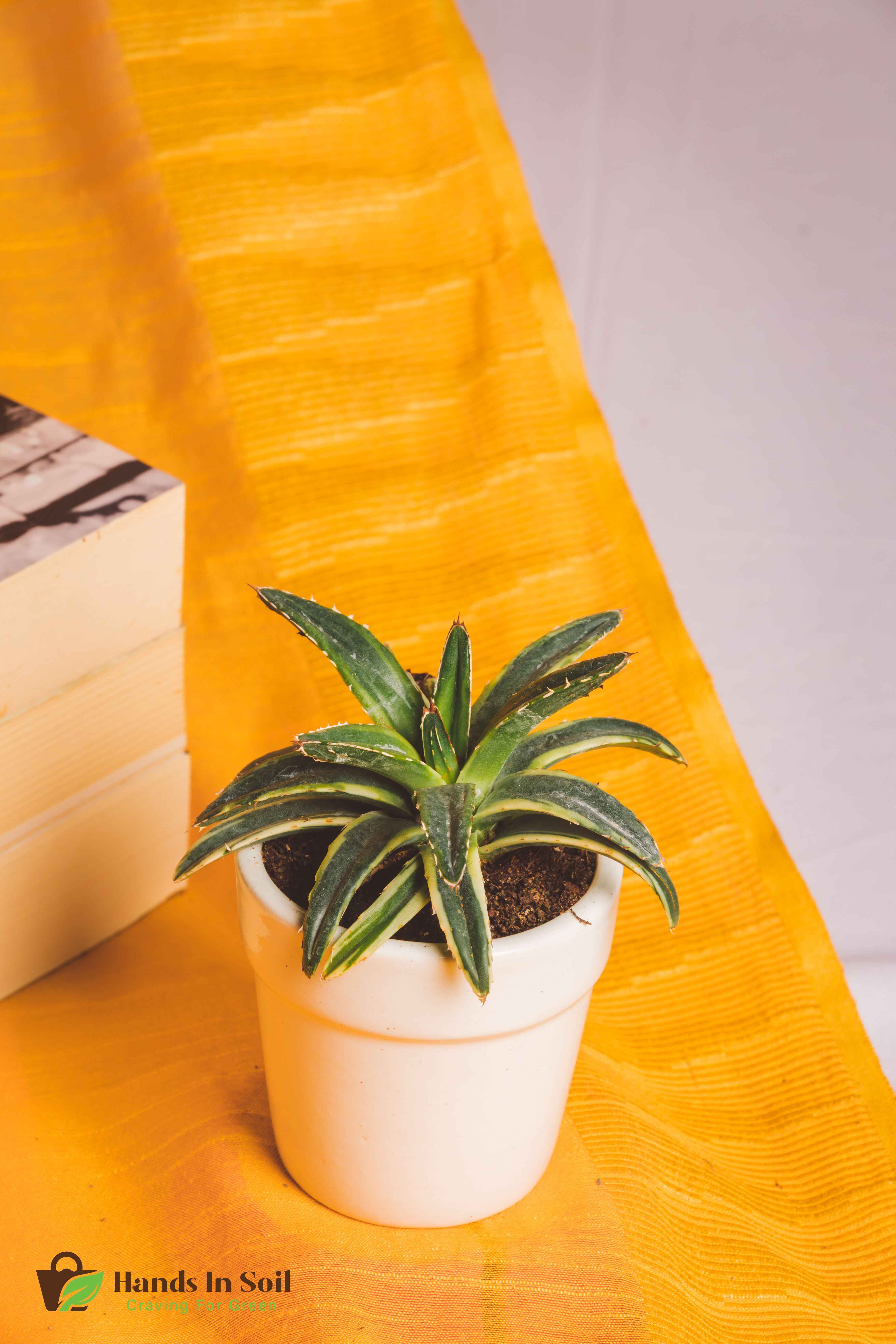 Agave Victoria-Reginae Yellow Varigated