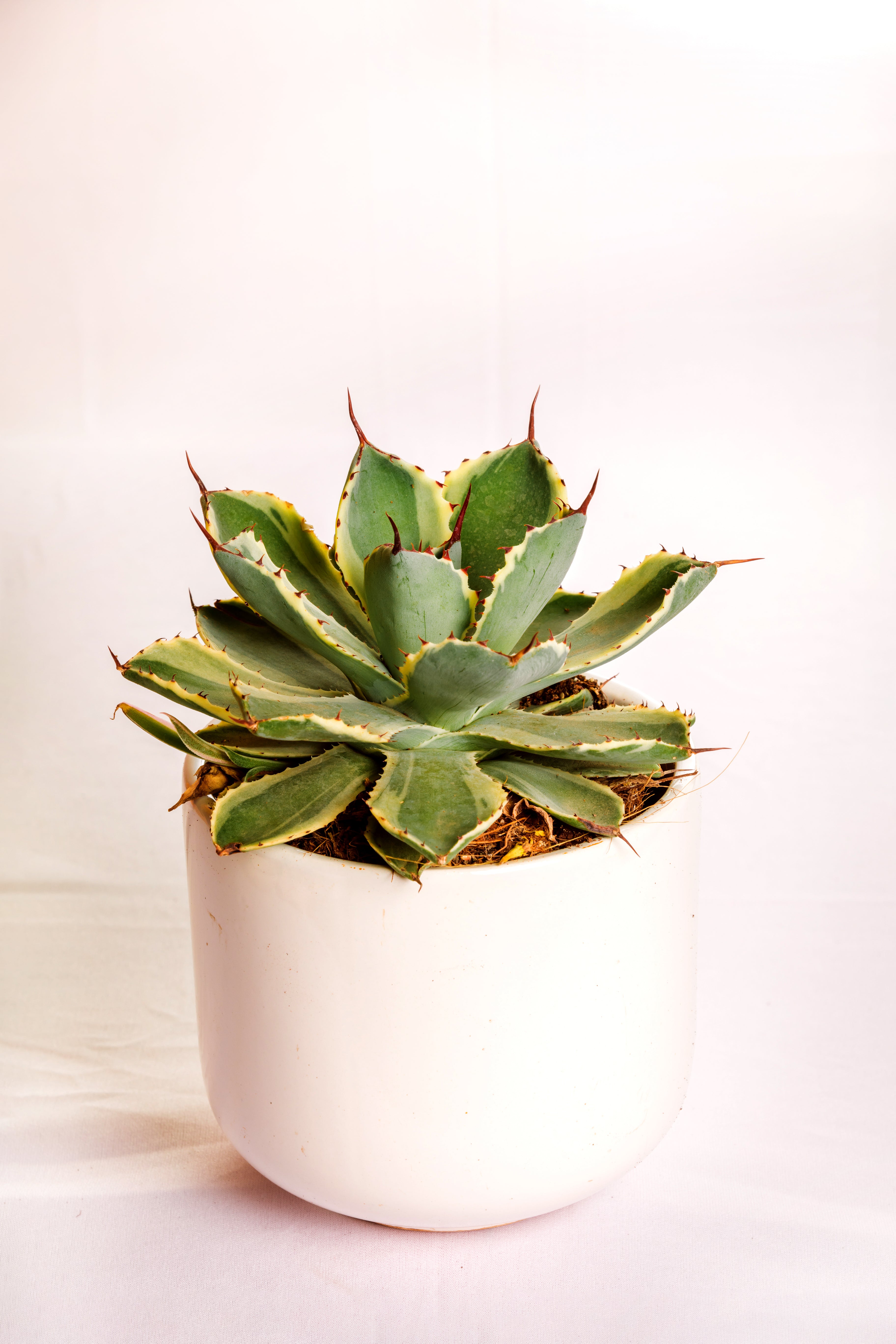 Agave Potatorum 'Kissho Kan' Variegated Medium