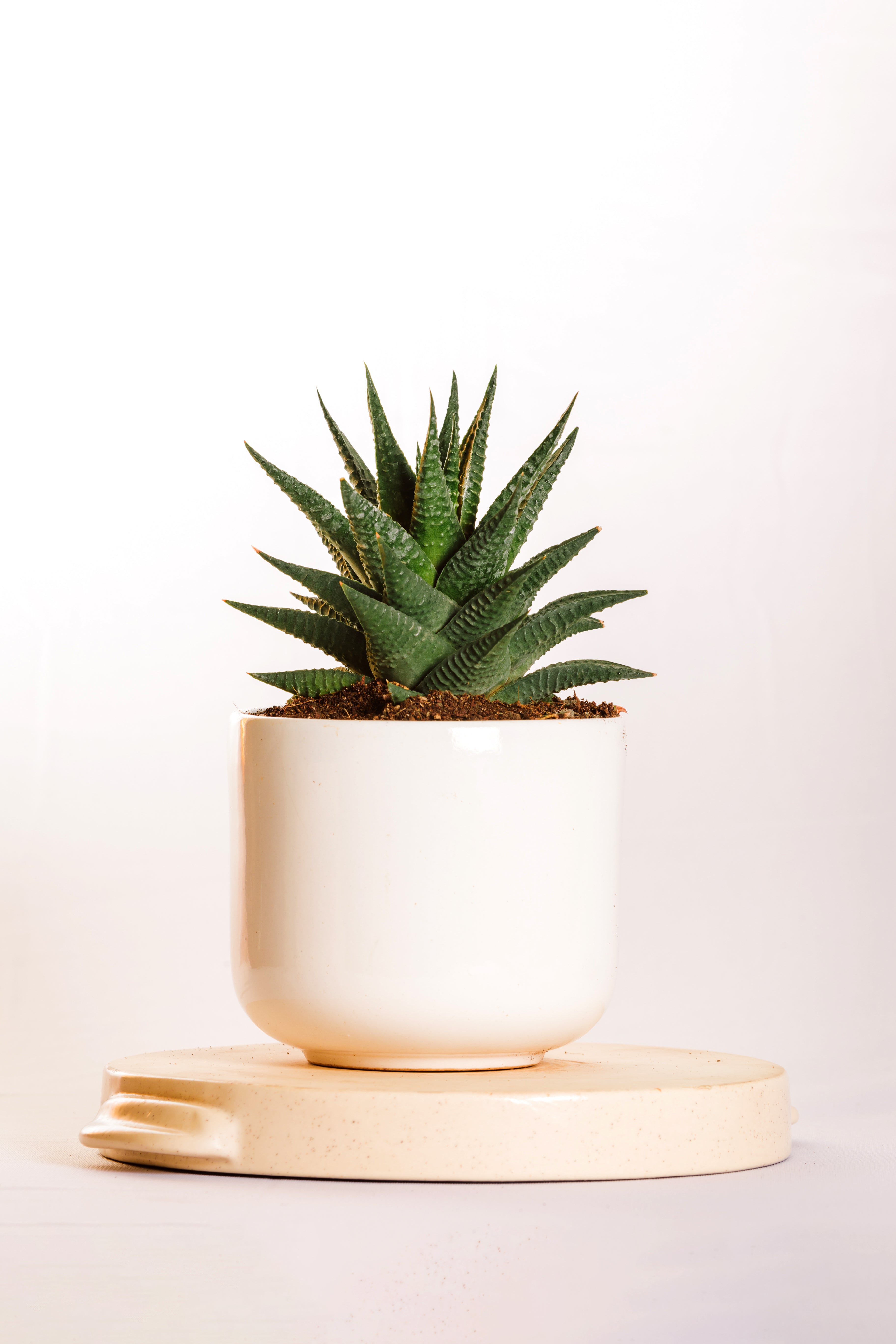 Haworthia Limifolia Fairy Washboard