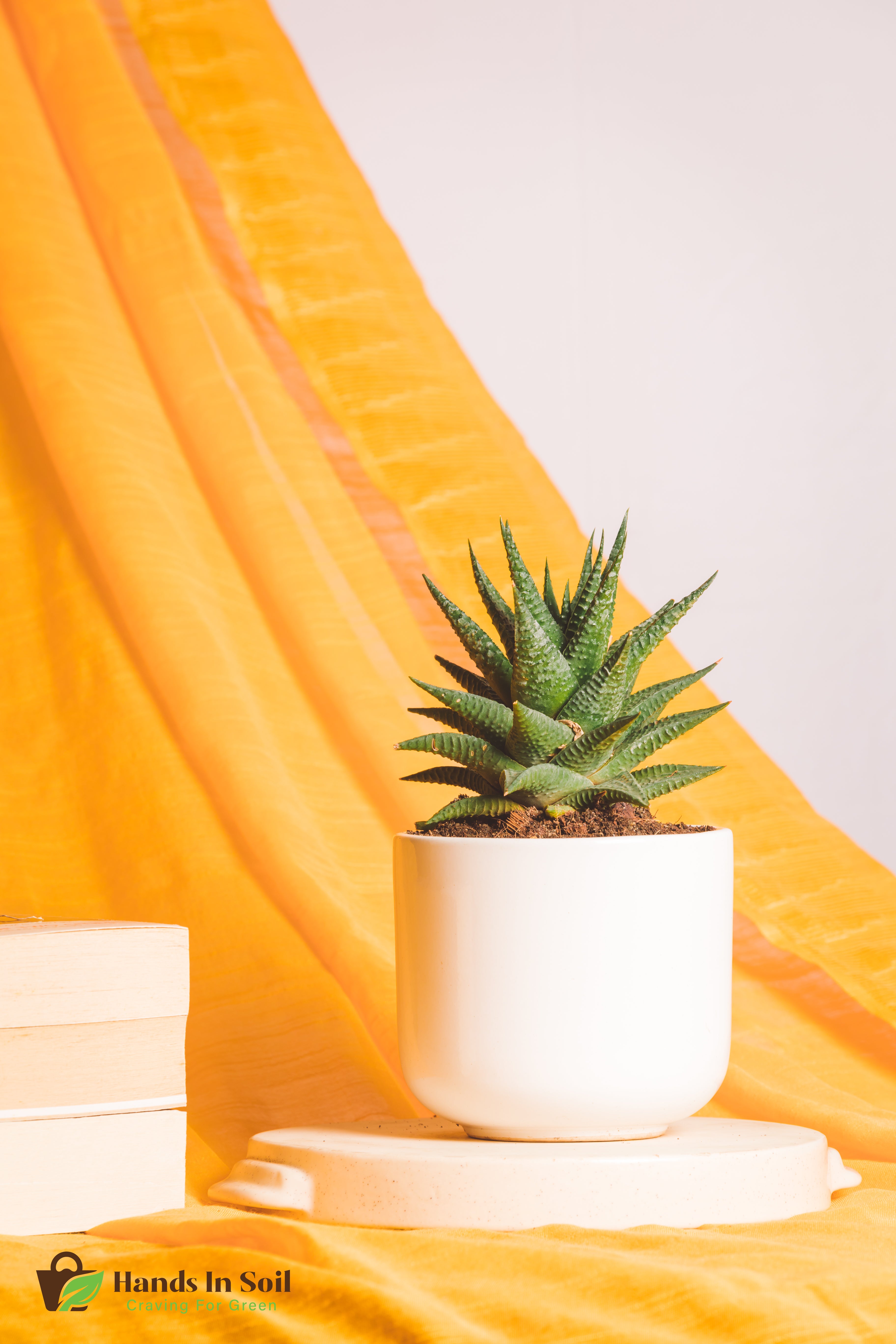 Haworthia Limifolia Fairy Washboard