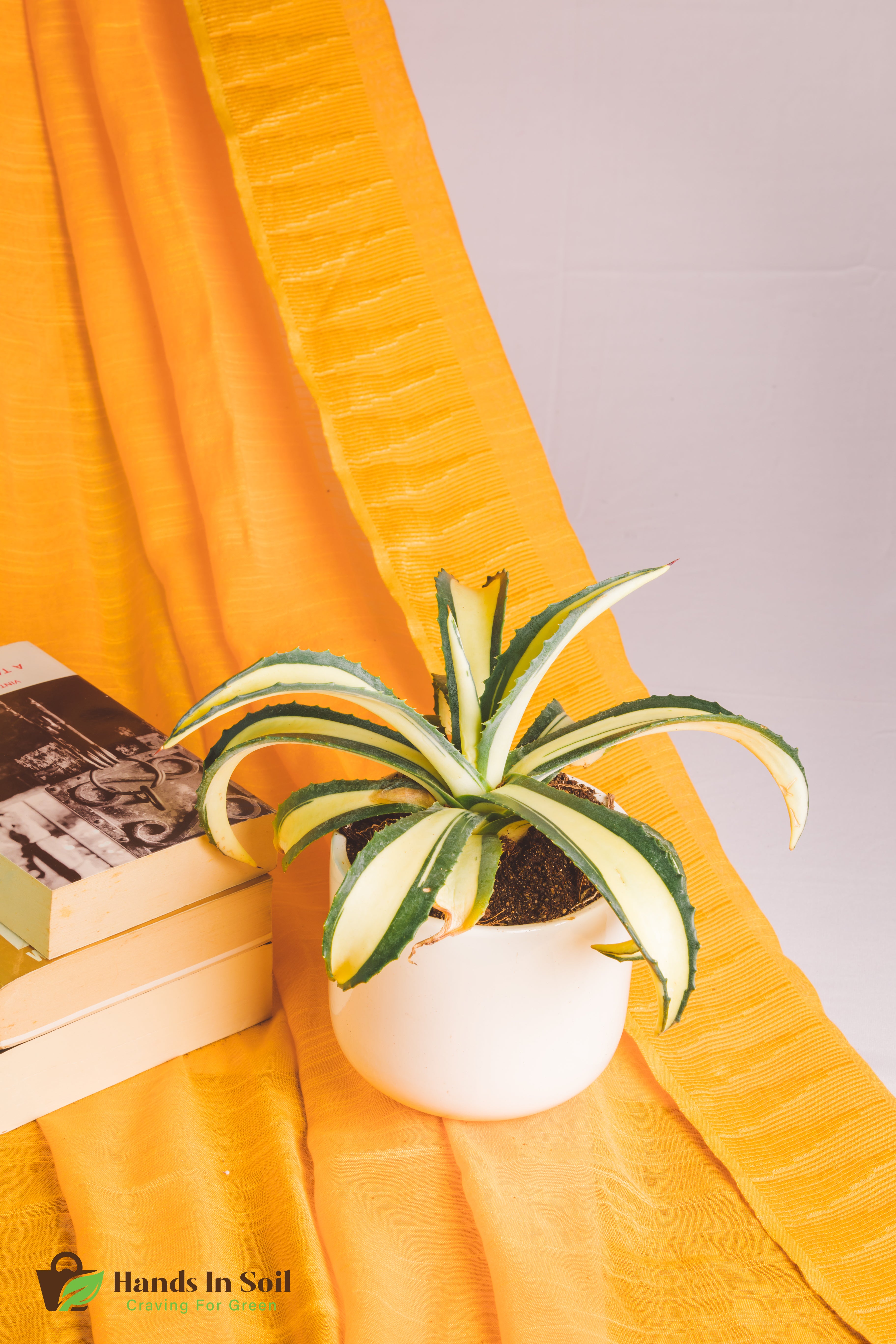 Agave Americana Mediopicta Aurea - Big