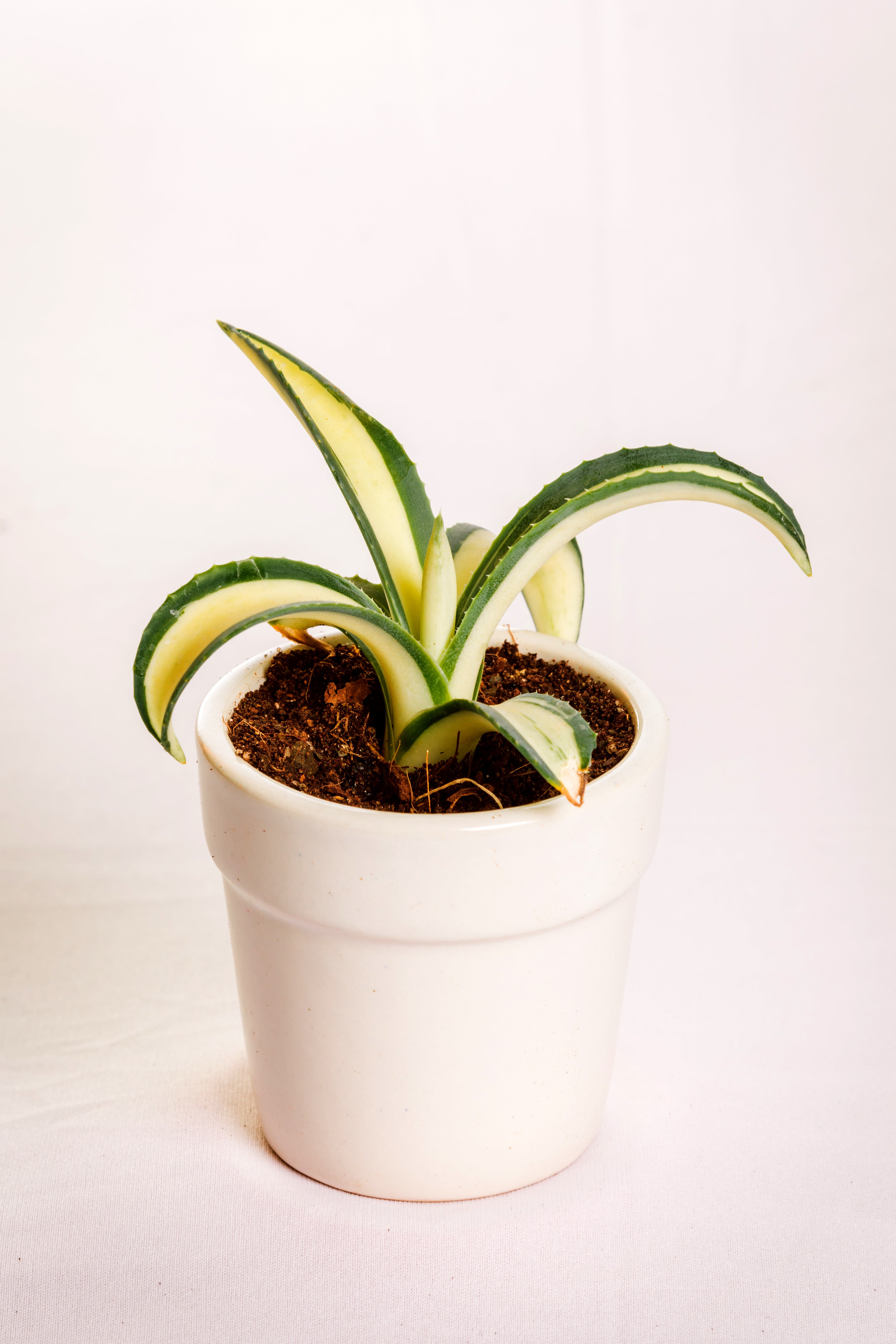 Agave Americana Mediopicta Aurea
