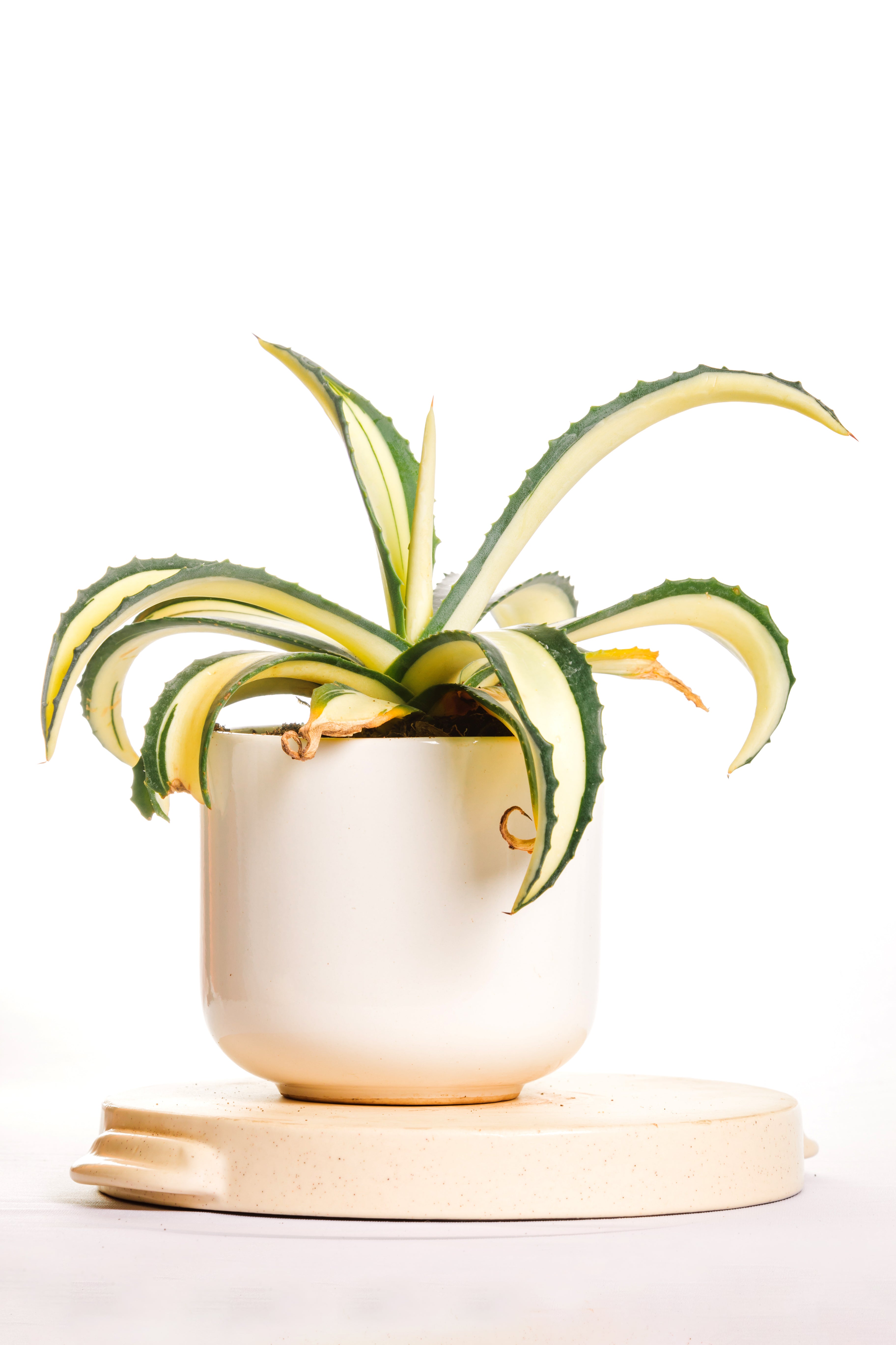 Agave Americana Mediopicta Aurea - Big