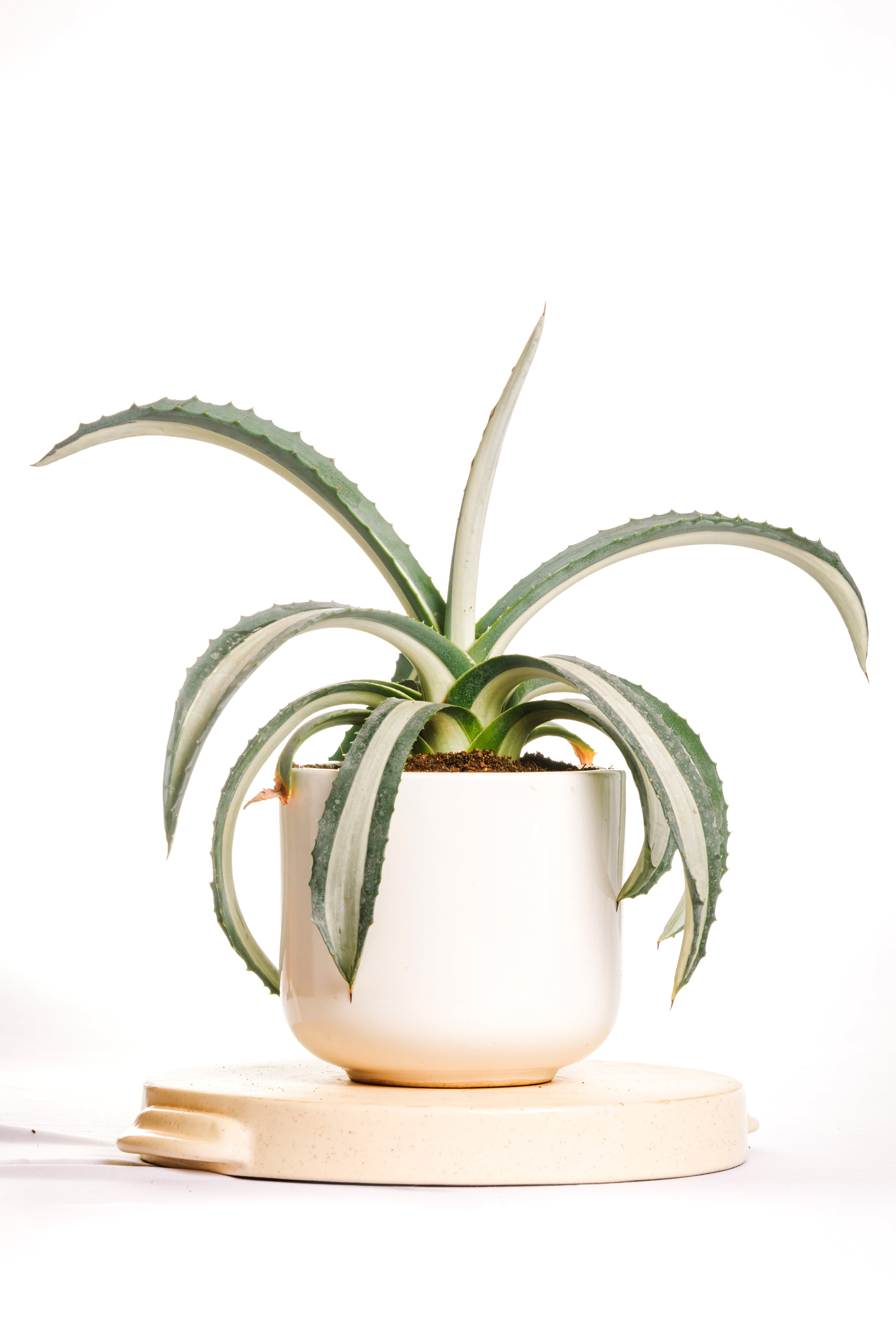 Agave Americana Mediopicta Aurea Alba – Hands In Soil