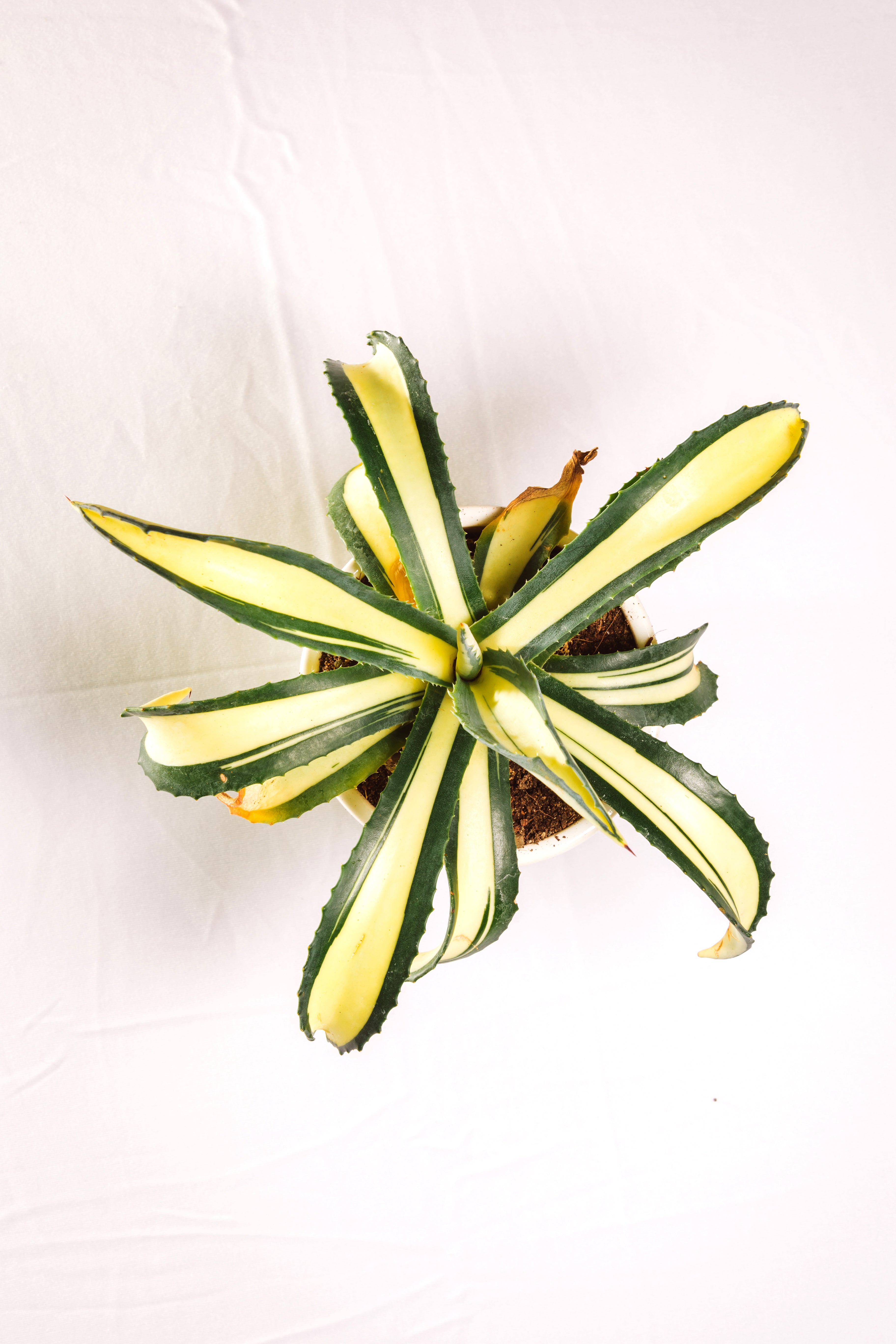 Agave Americana Mediopicta Aurea - Big