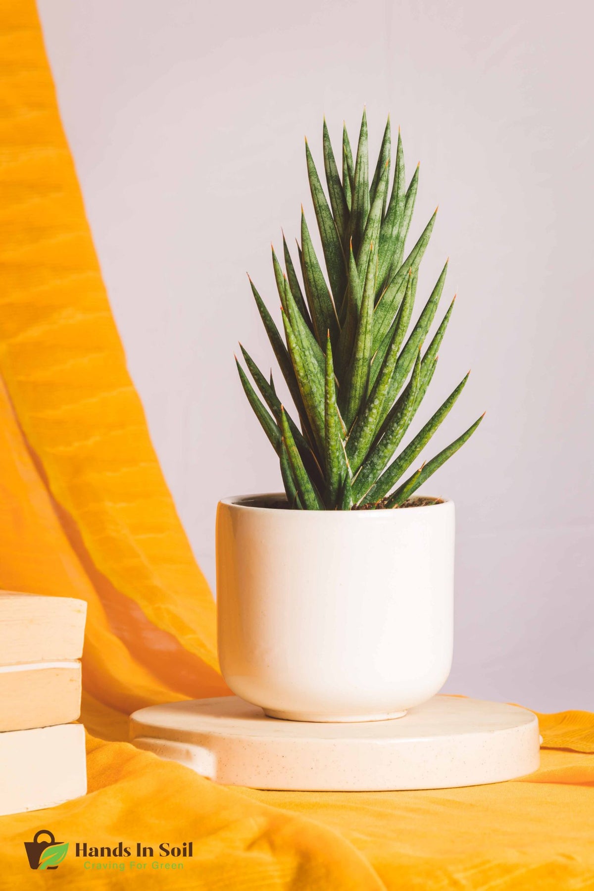 Sanseveria Francissi