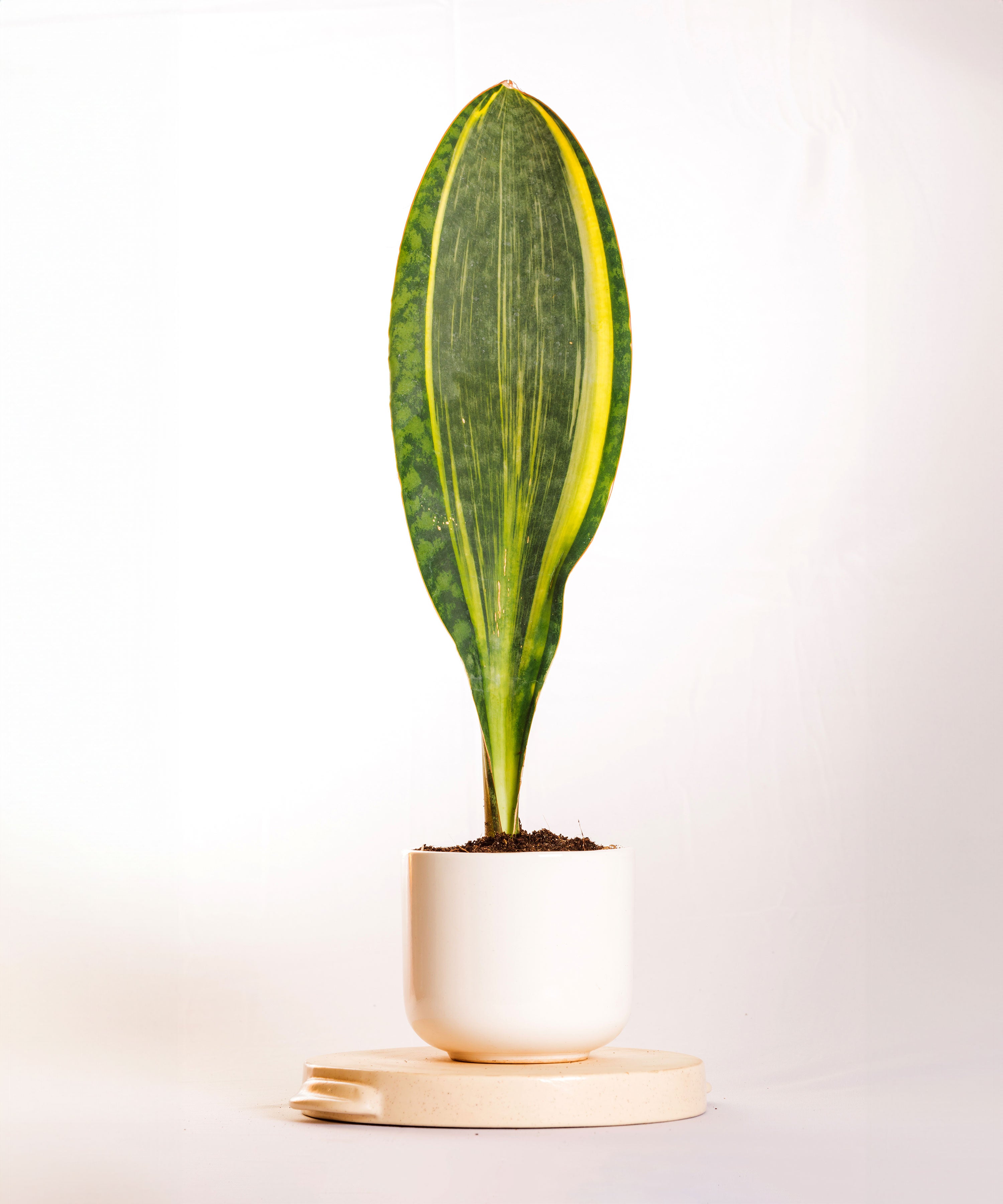 Sanseveria Varigated Masoniana