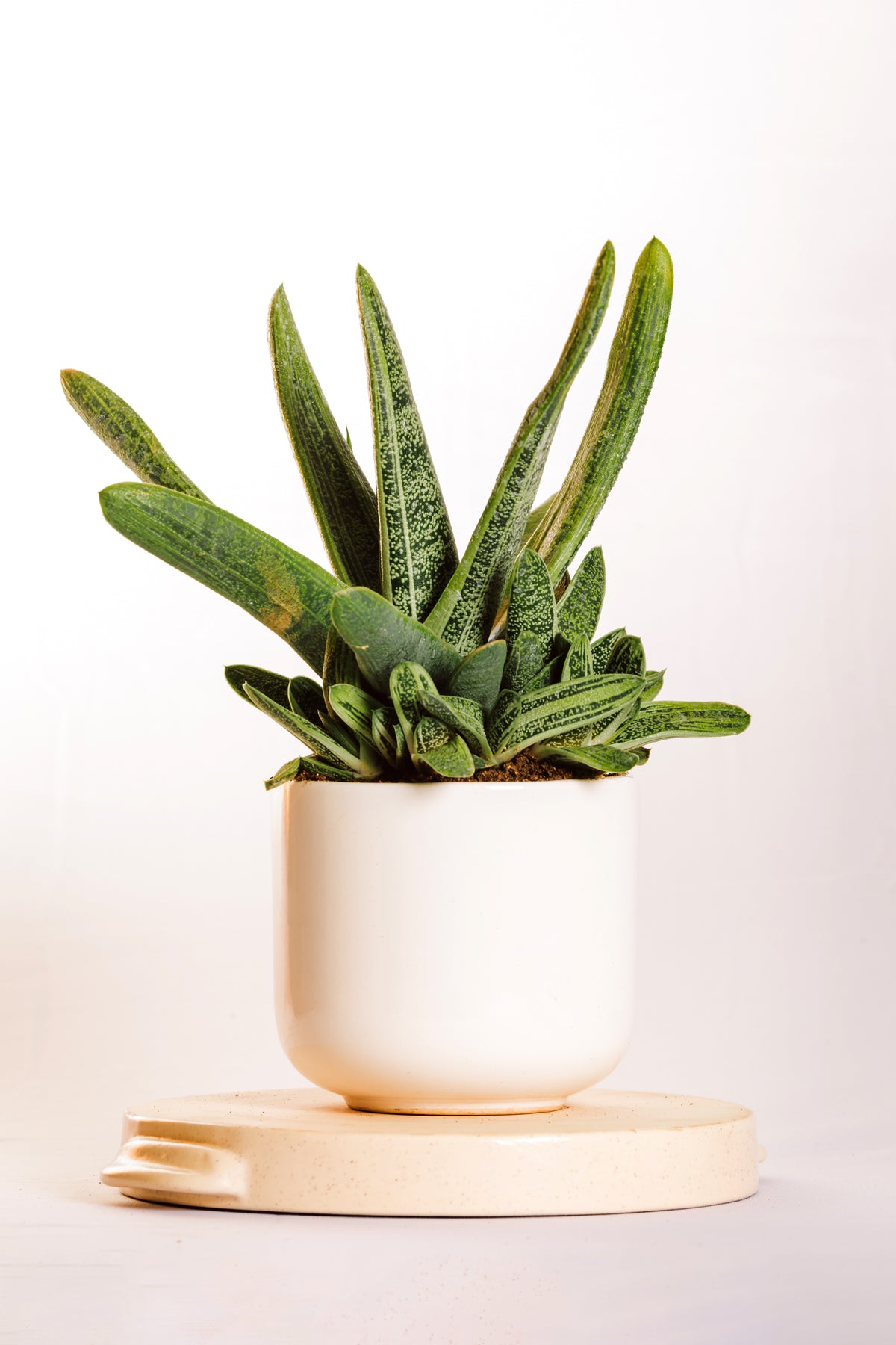 gasteria little warty