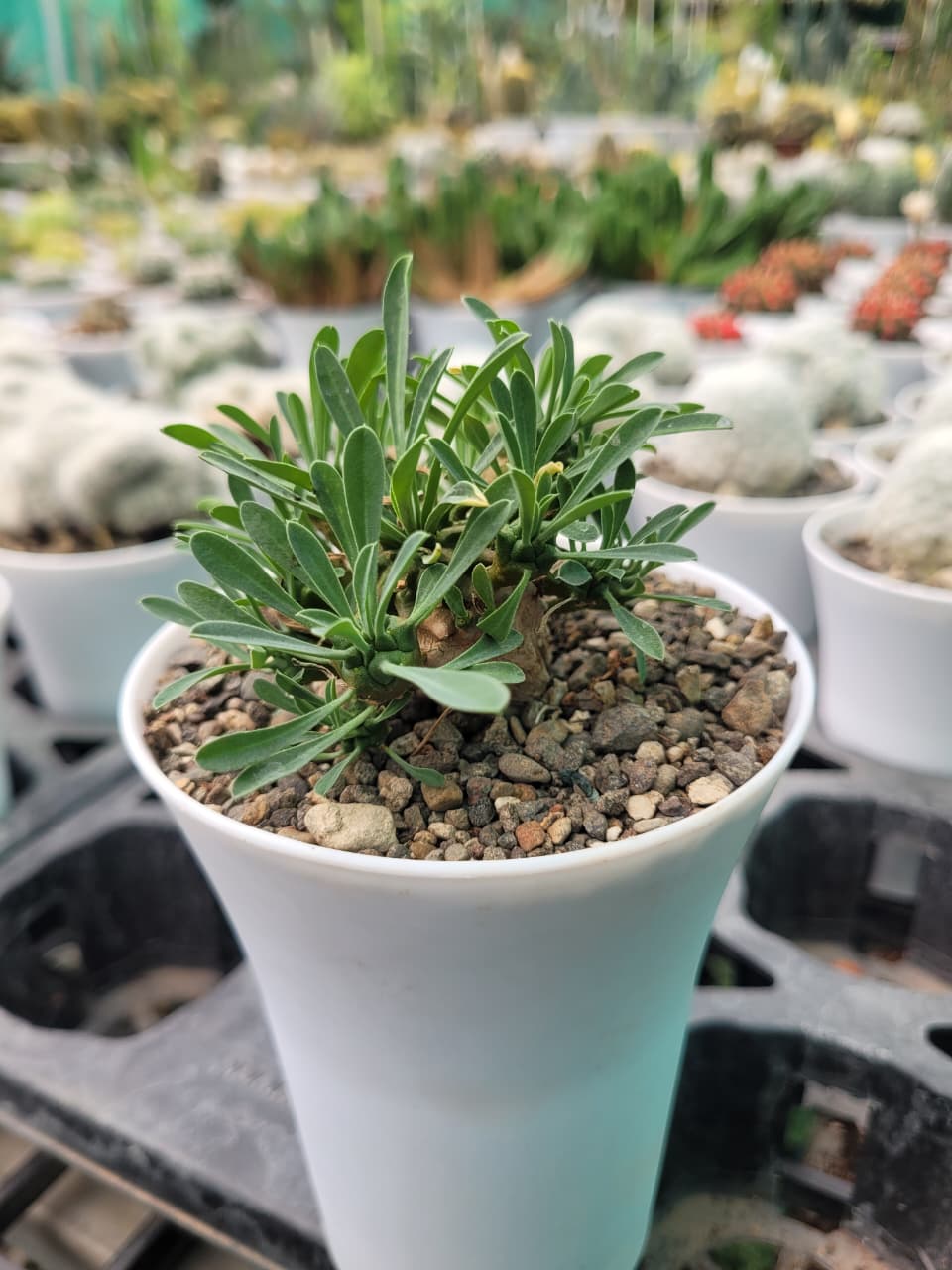 EuphorbiaJaponica