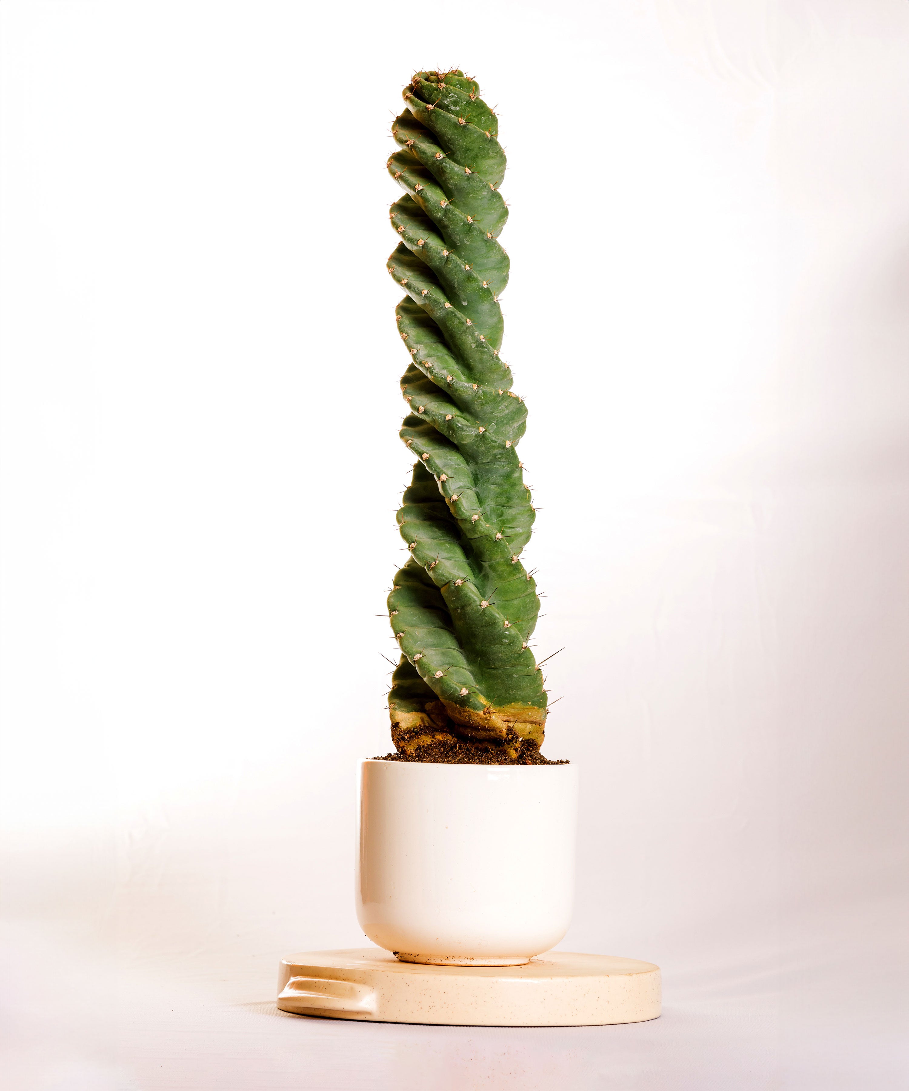Cereus Spiralis  1