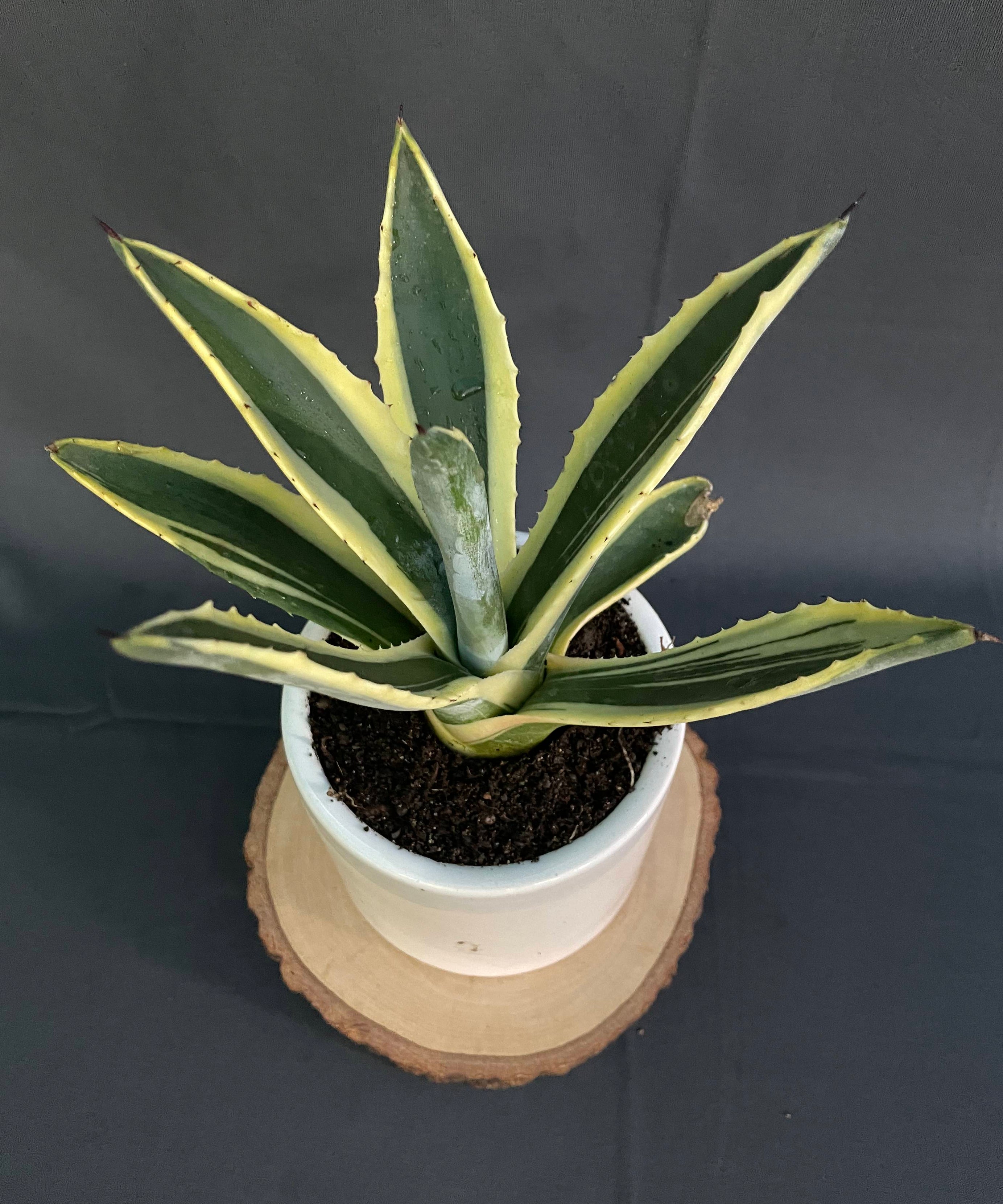 Agave Americana Marginata Aurea