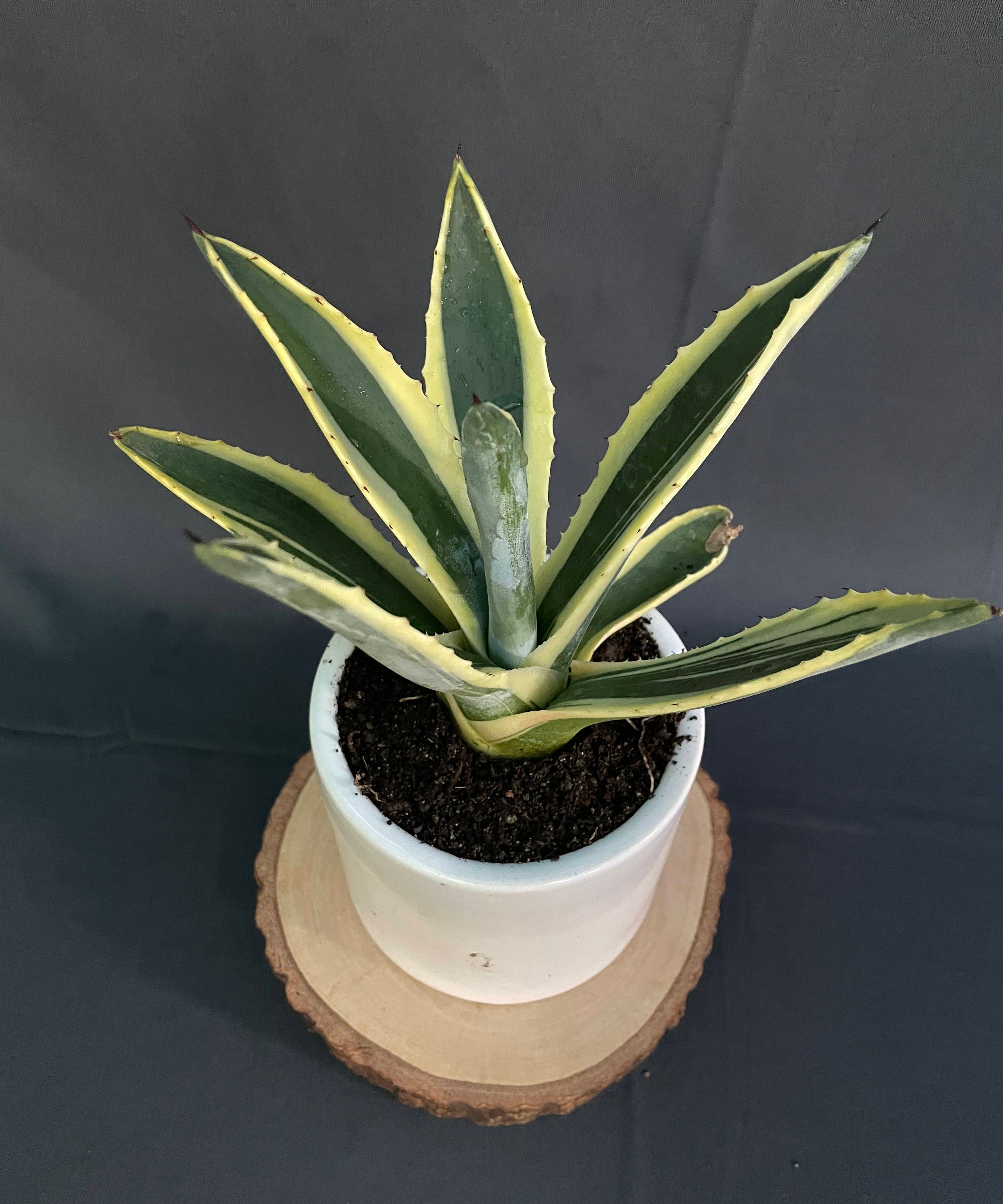 Agave Americana Marginata Aurea