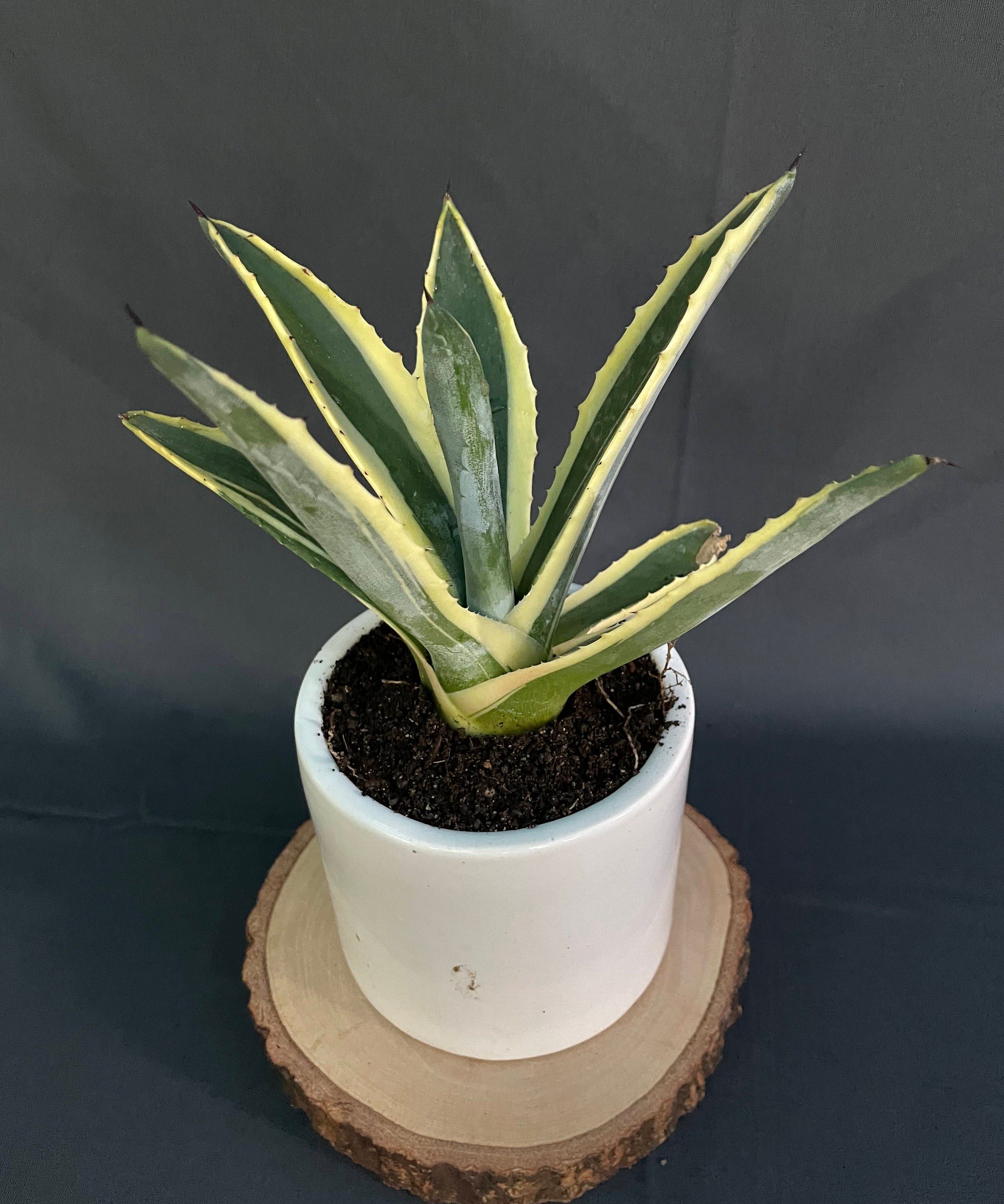 Agave Americana Marginata Aurea