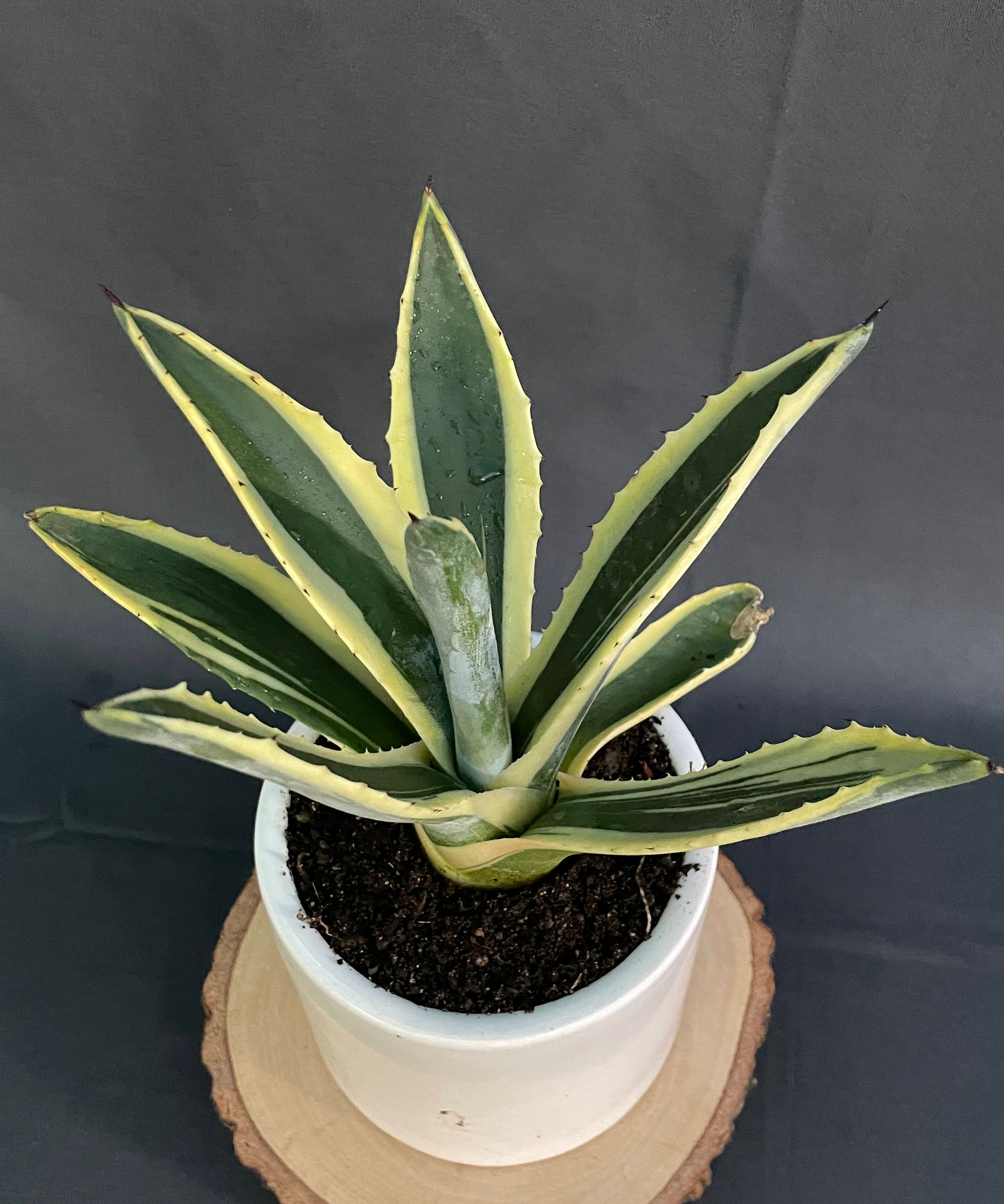 Agave Americana Marginata Aurea