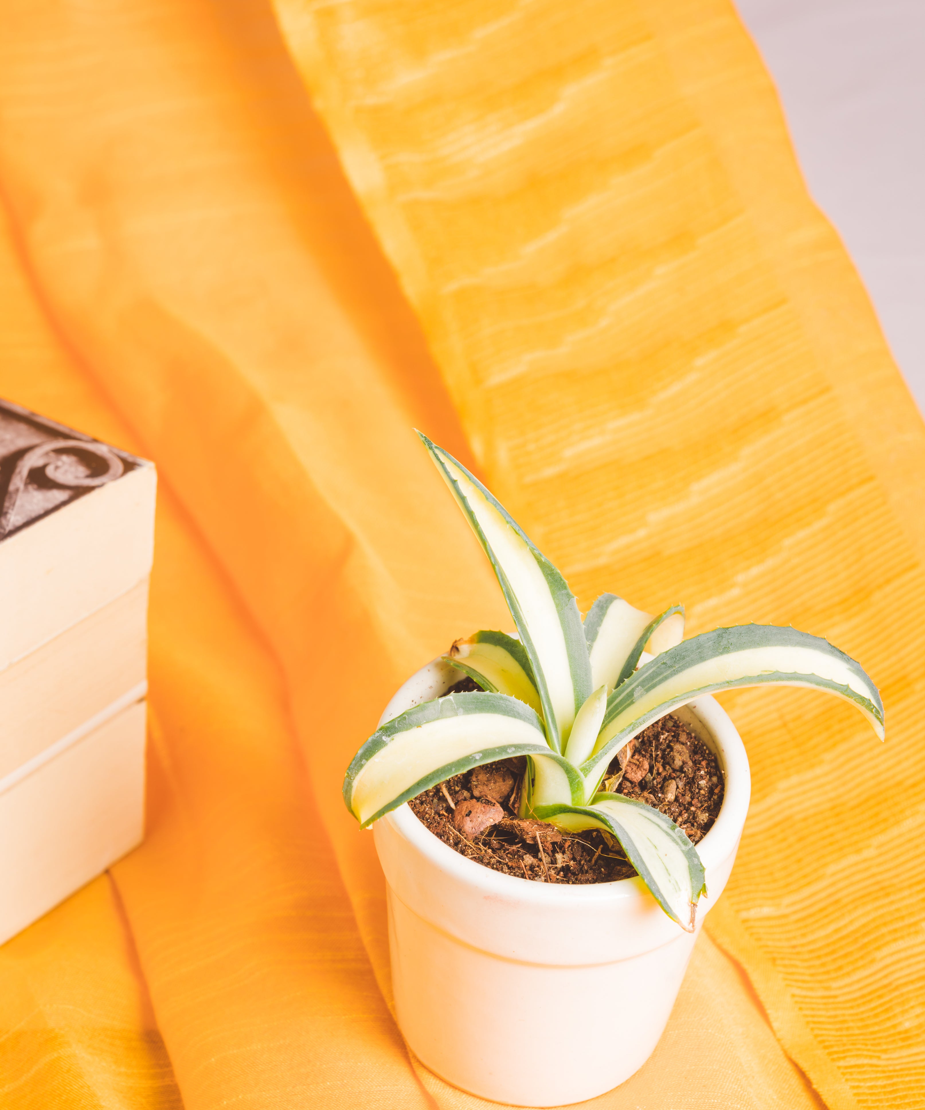 Agave Americana Mediopicta Aurea Alba