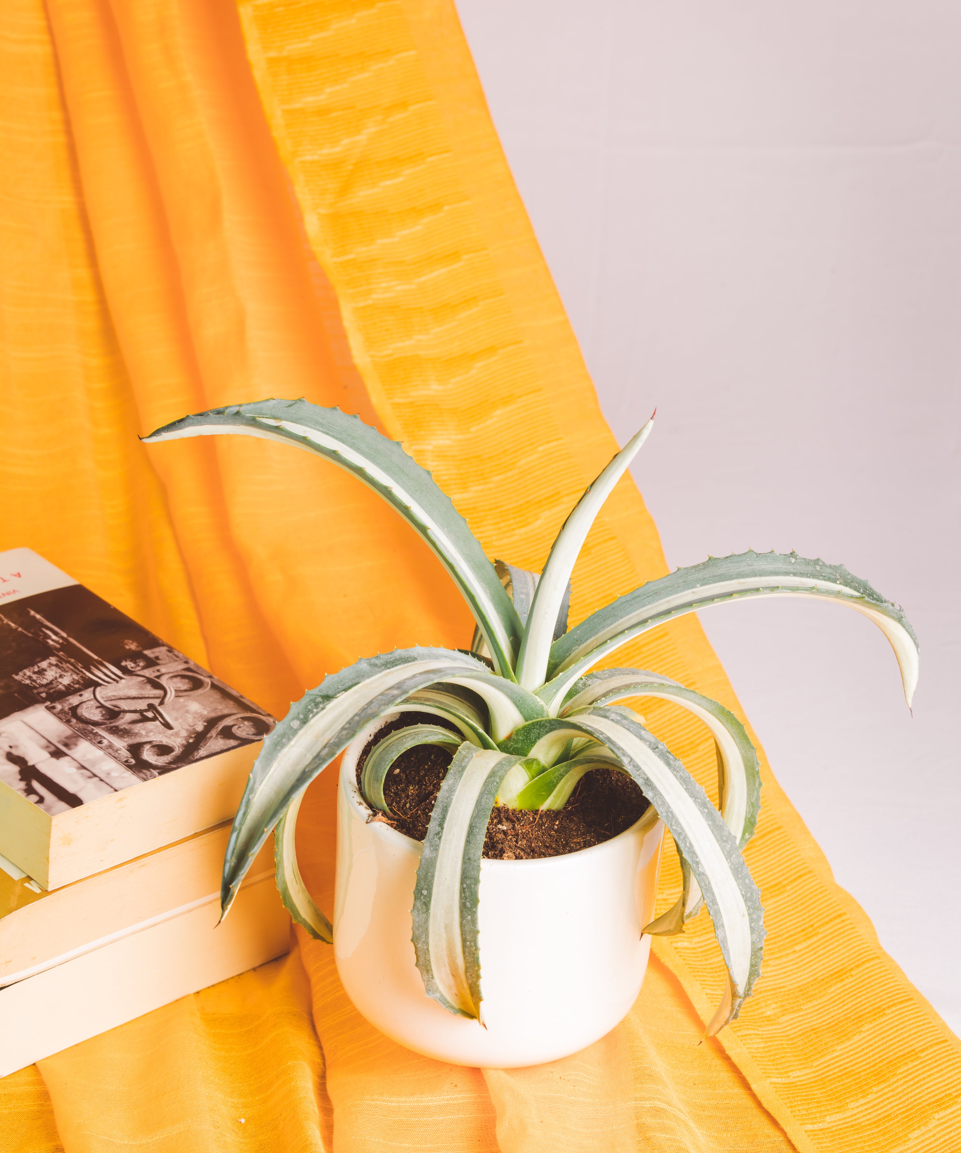 Agave Americana Mediopicta Aurea Alba