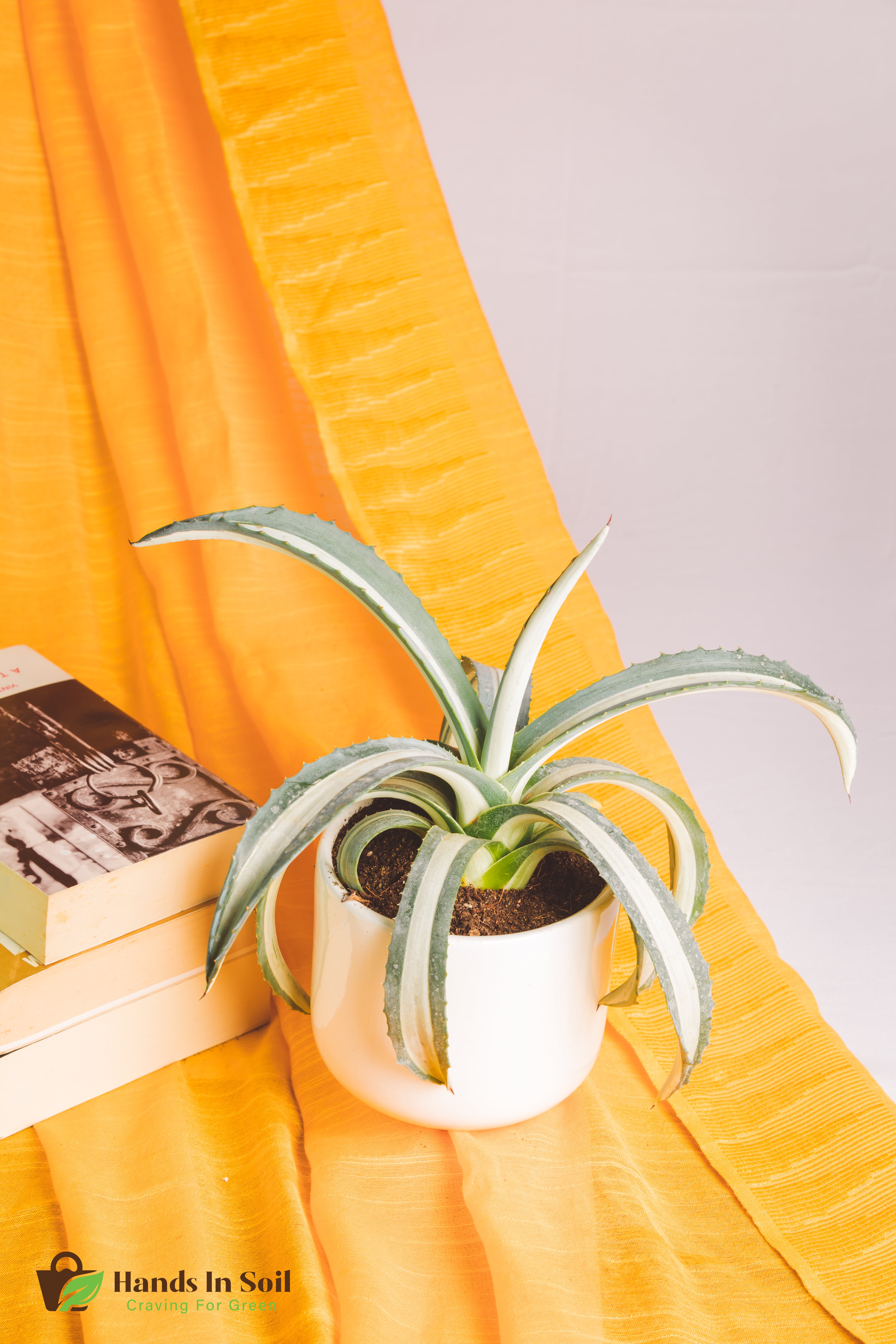 Agave Americana Mediopicta Aurea Alba