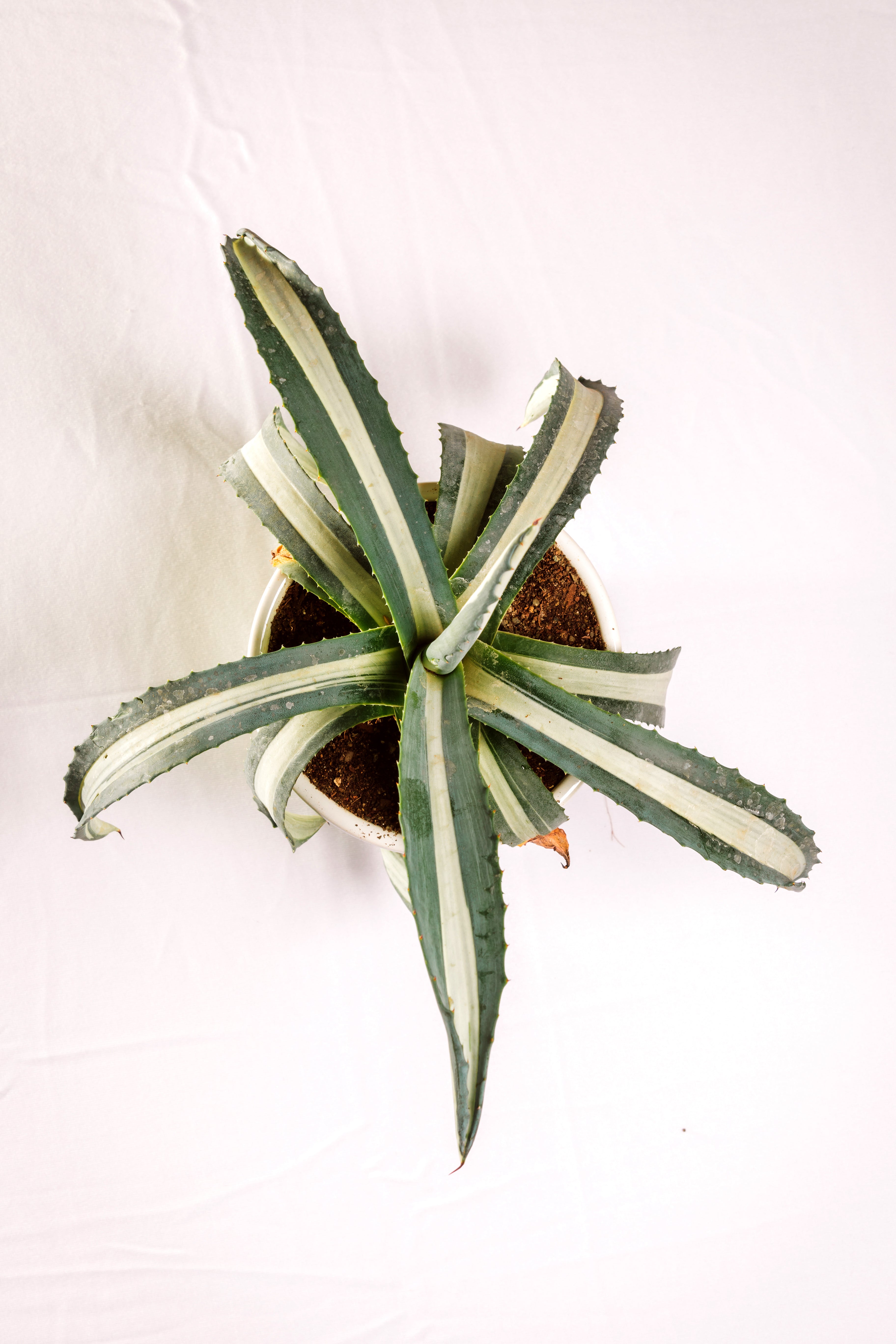 Agave Americana Mediopicta Aurea Alba