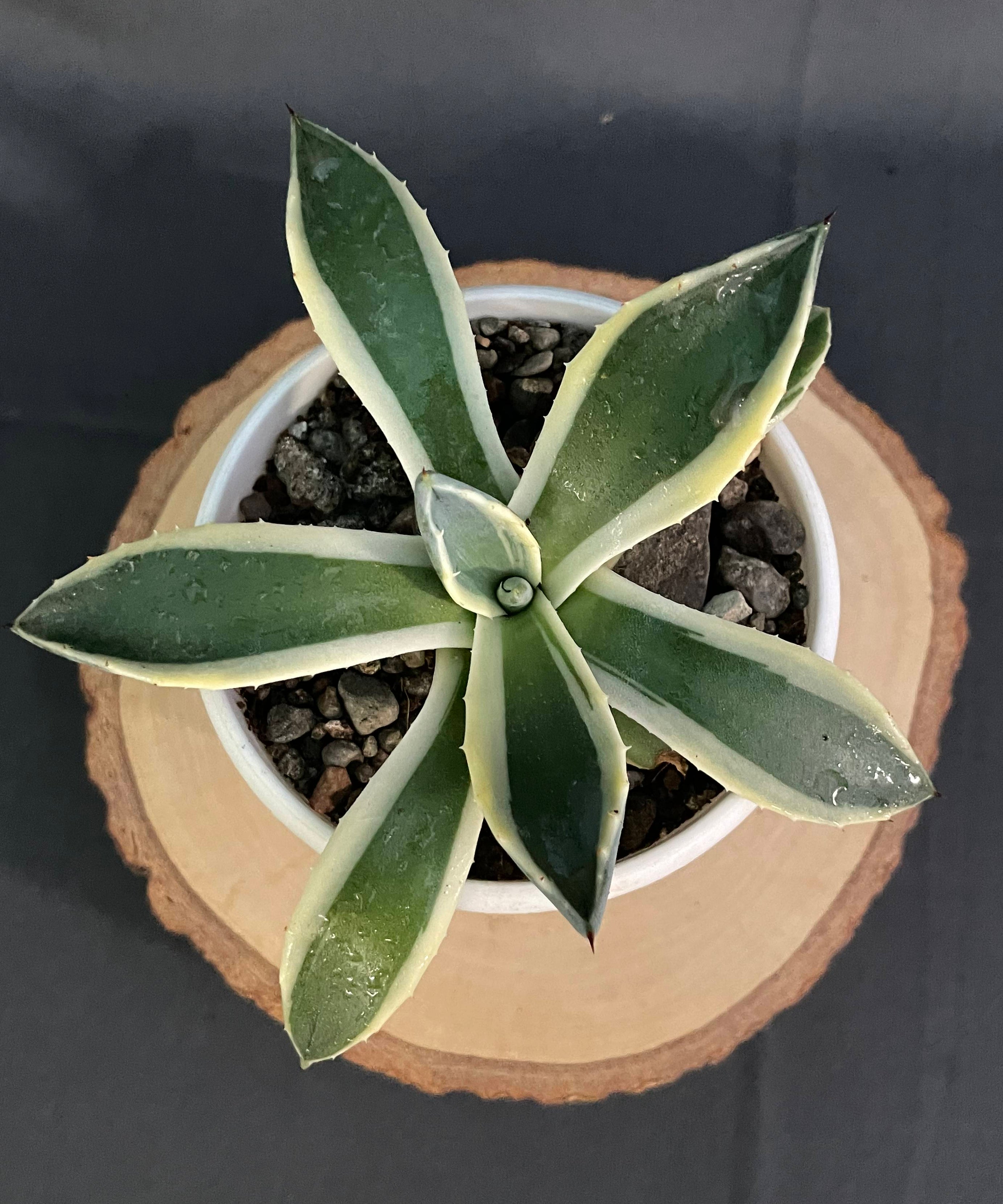 Agave Applanta Cream Spike Small