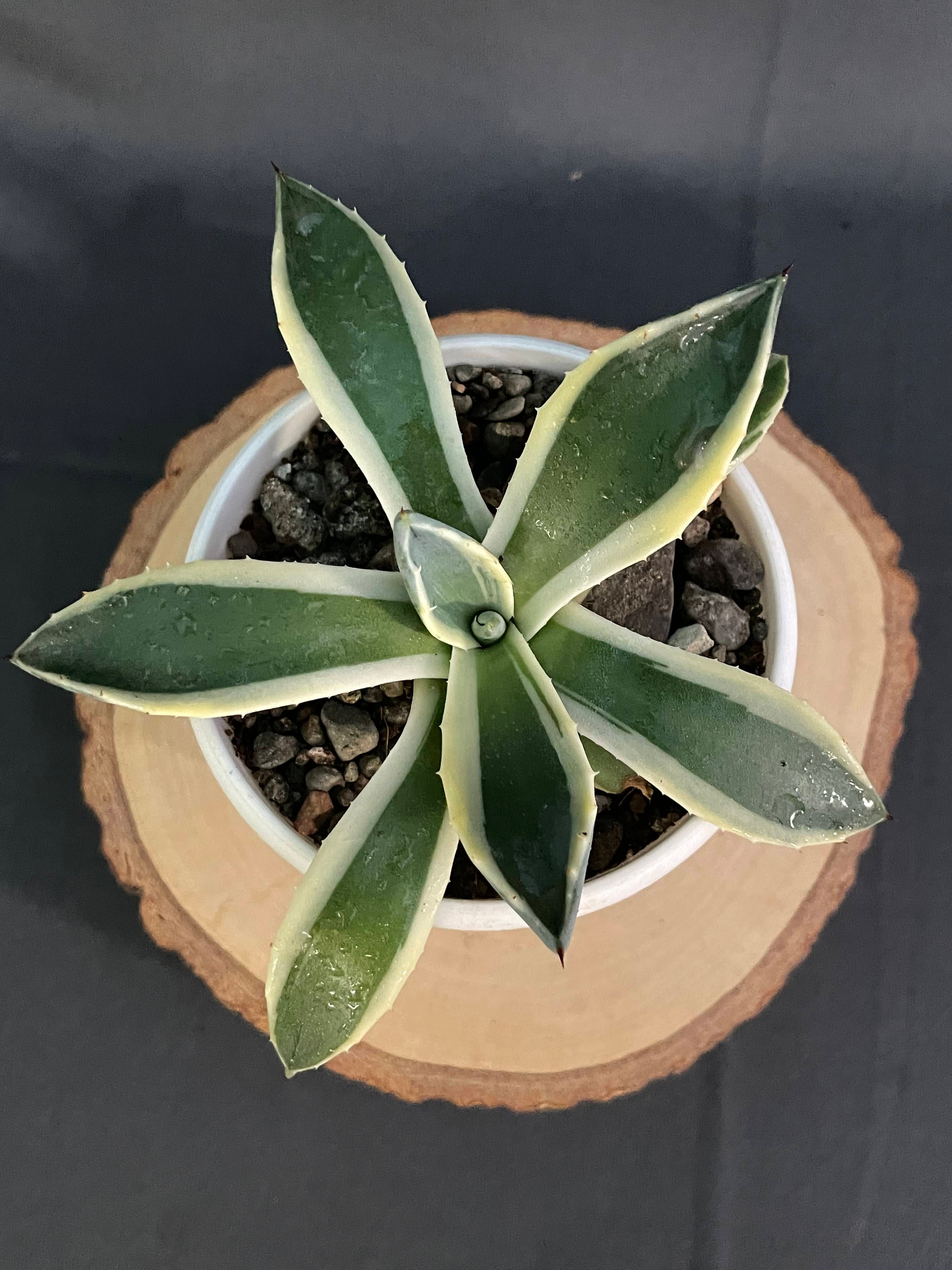 Agave Applanta Cream Spike Small