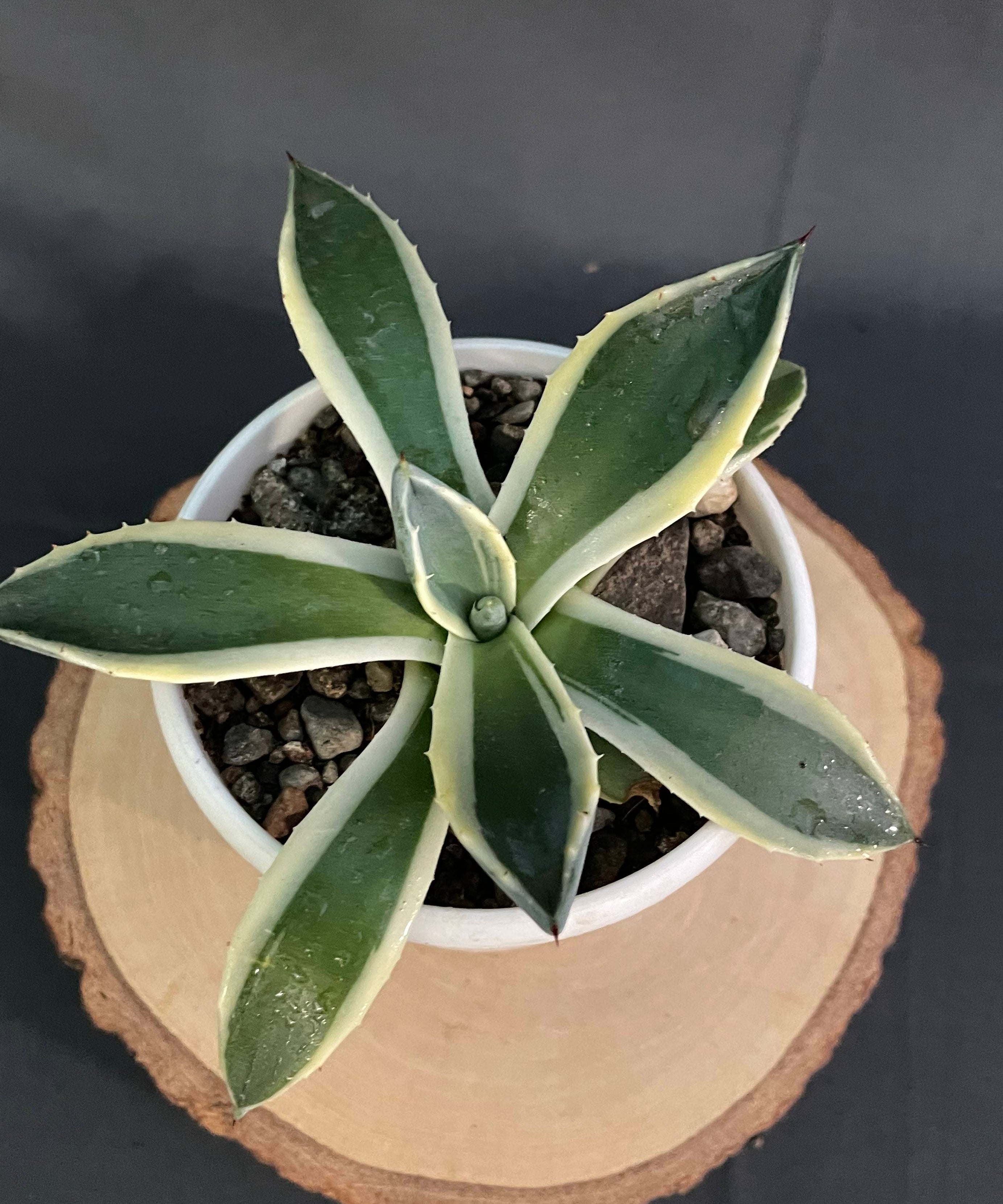 Agave Applanta Cream Spike Small