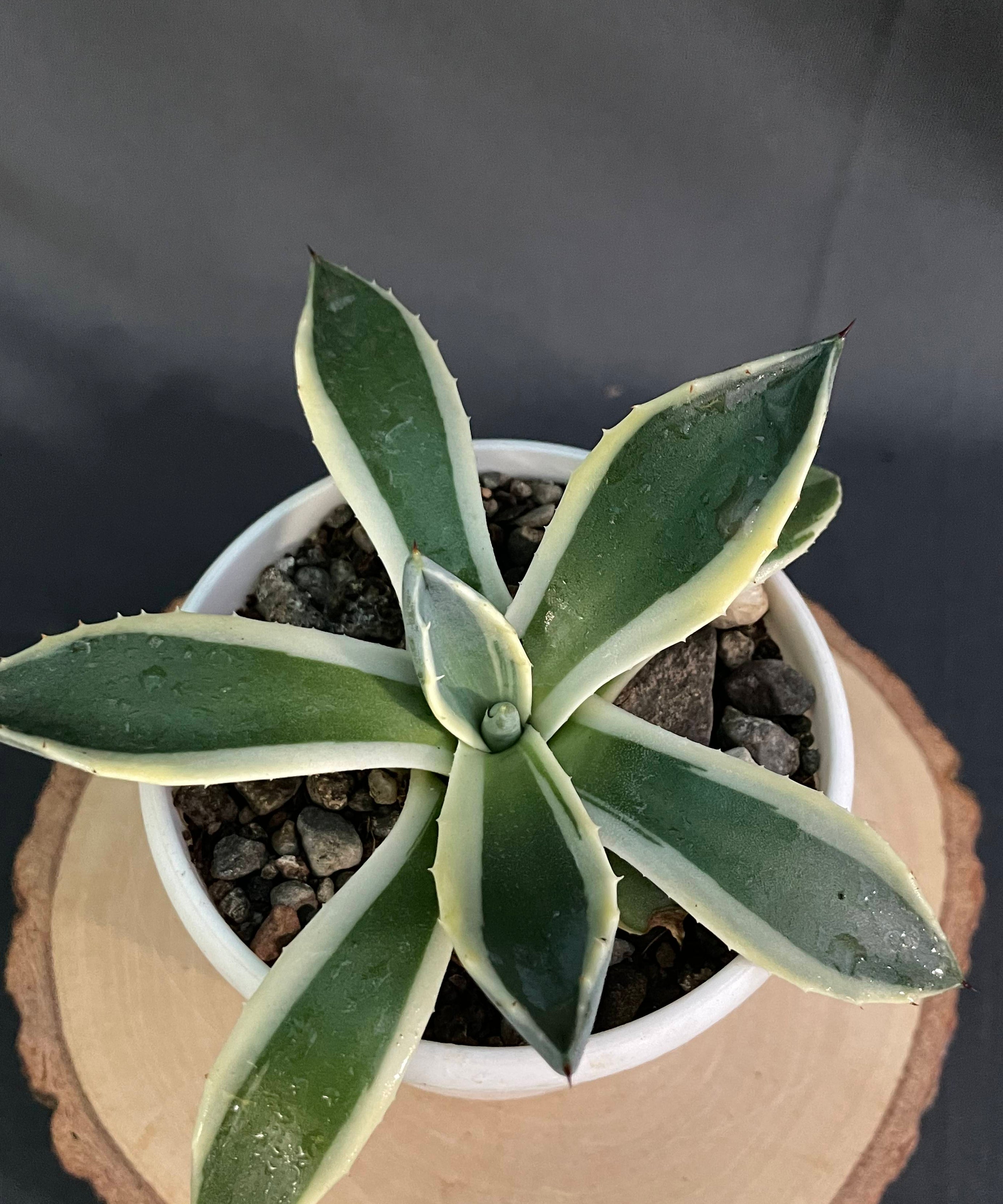 Agave Applanta Cream Spike Small