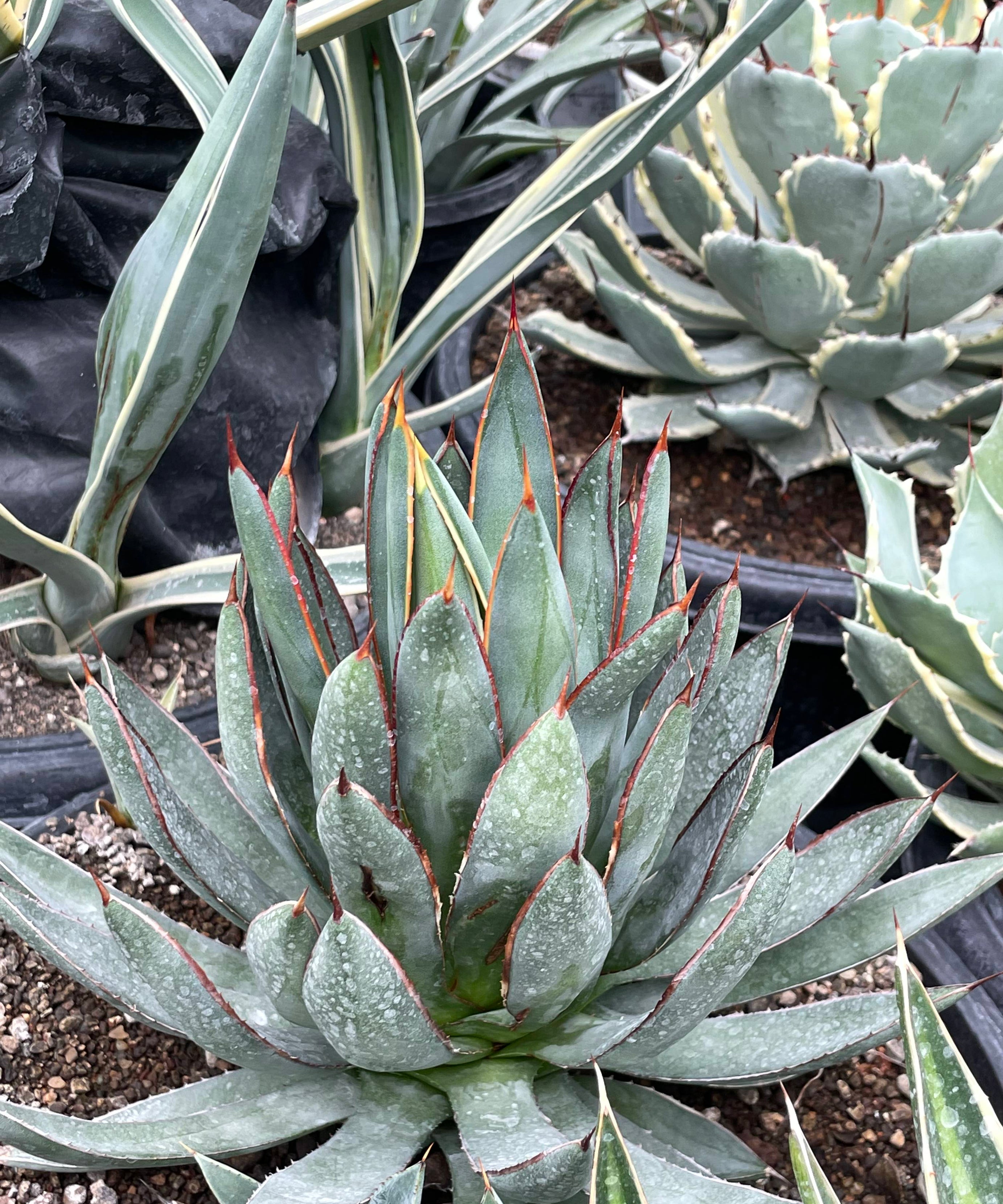 Agave ‘Burnt Burgundy’