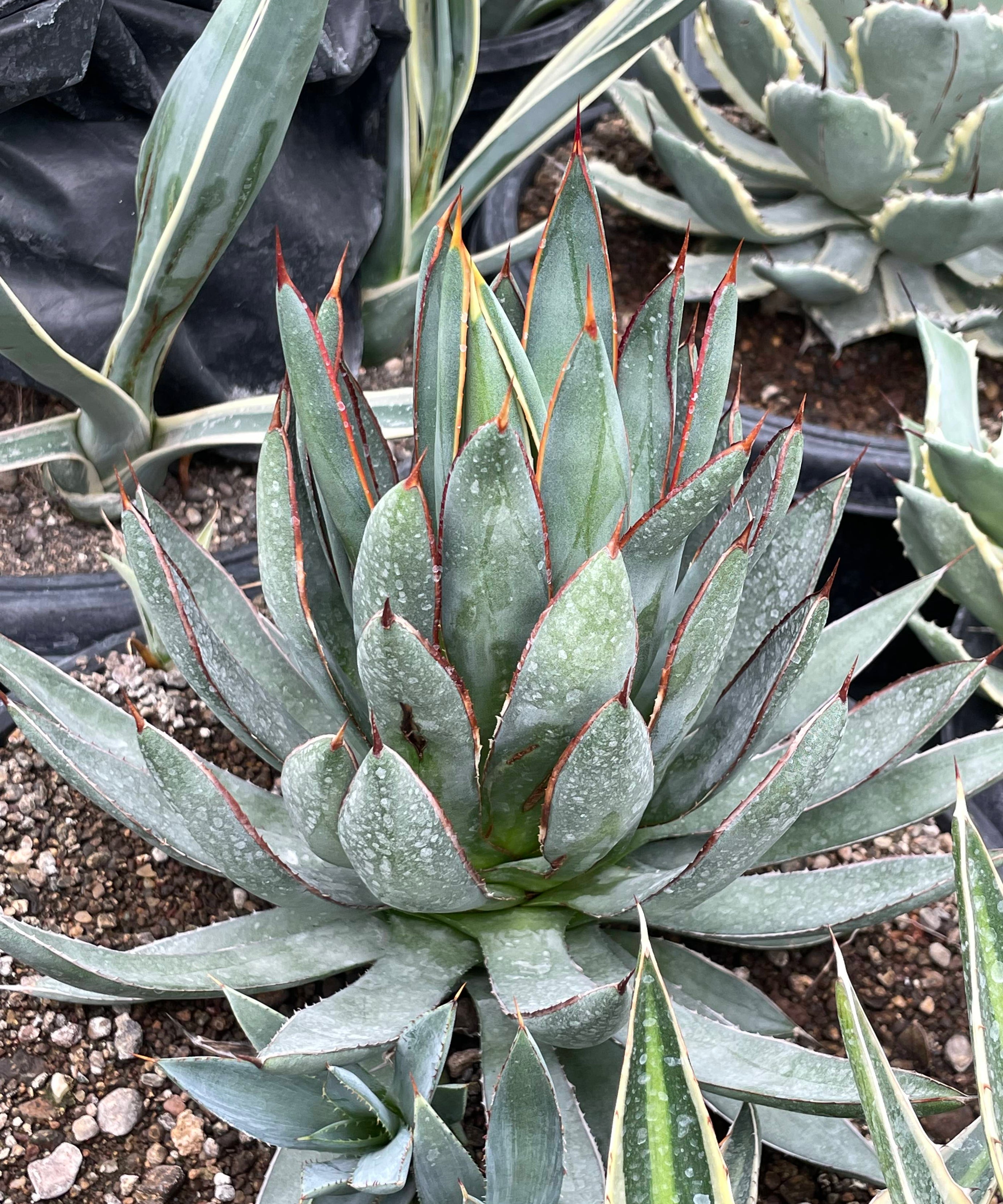Agave Burnt Burgundy