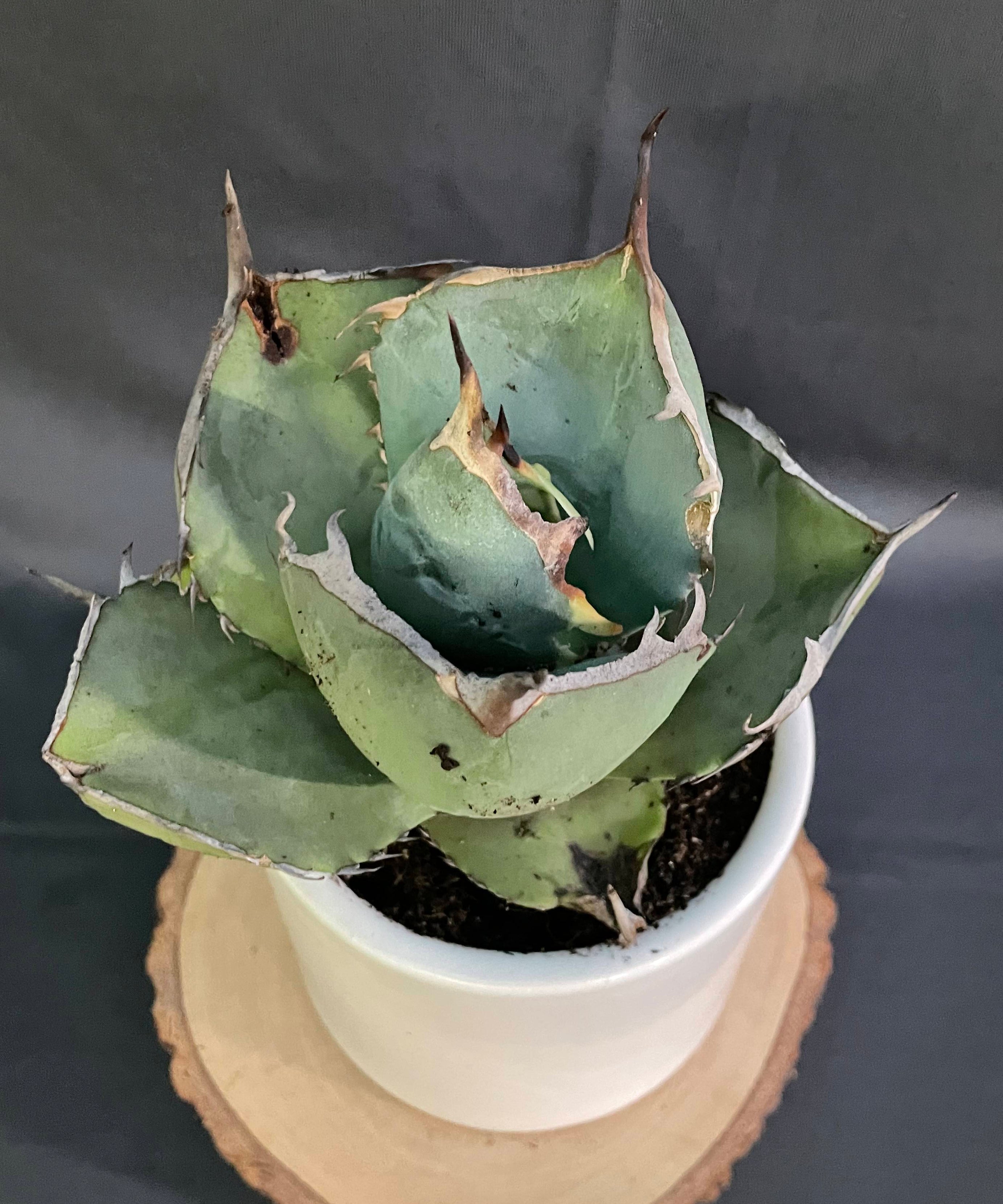 Agave Jaggernut