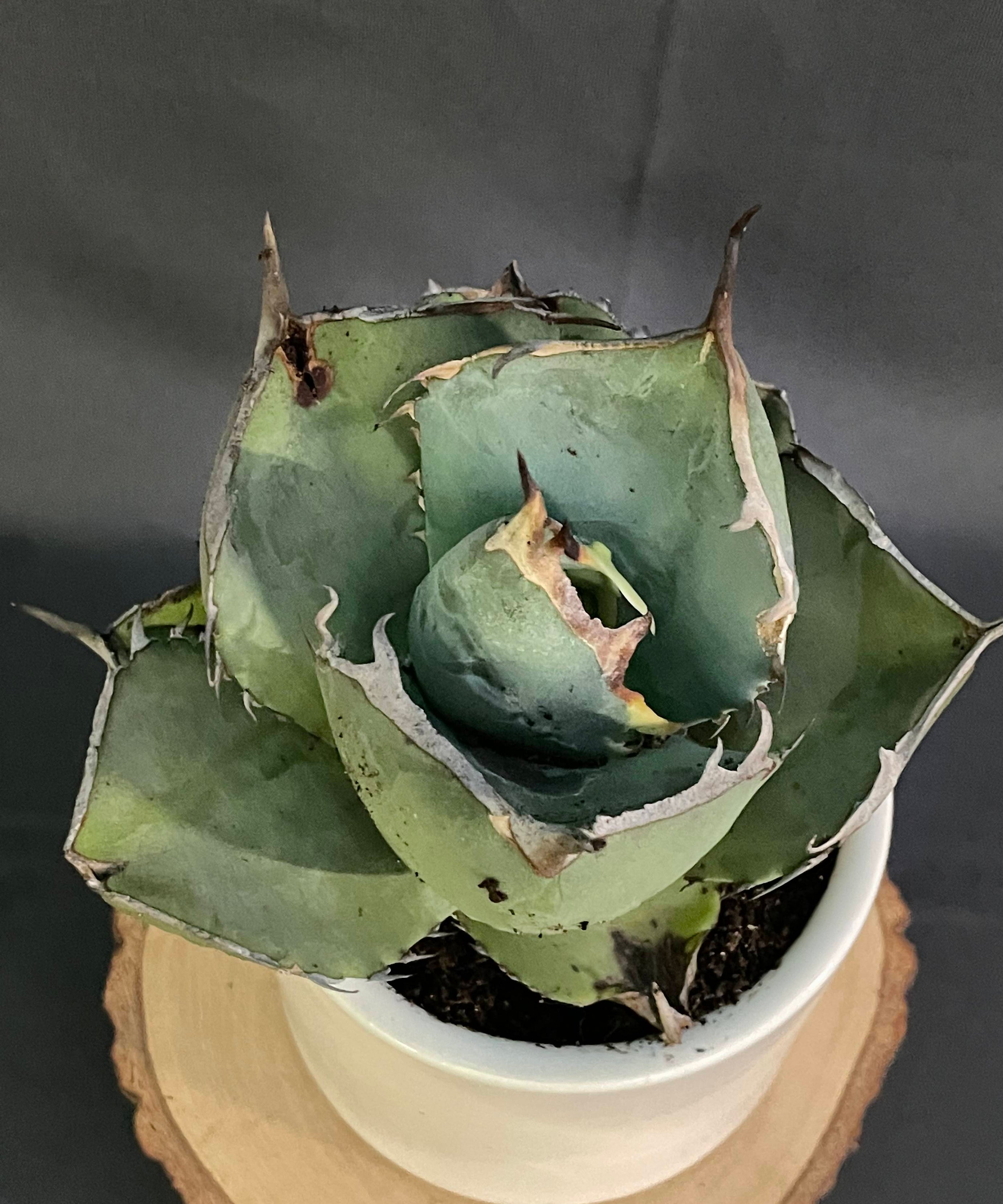 Agave Jaggernut