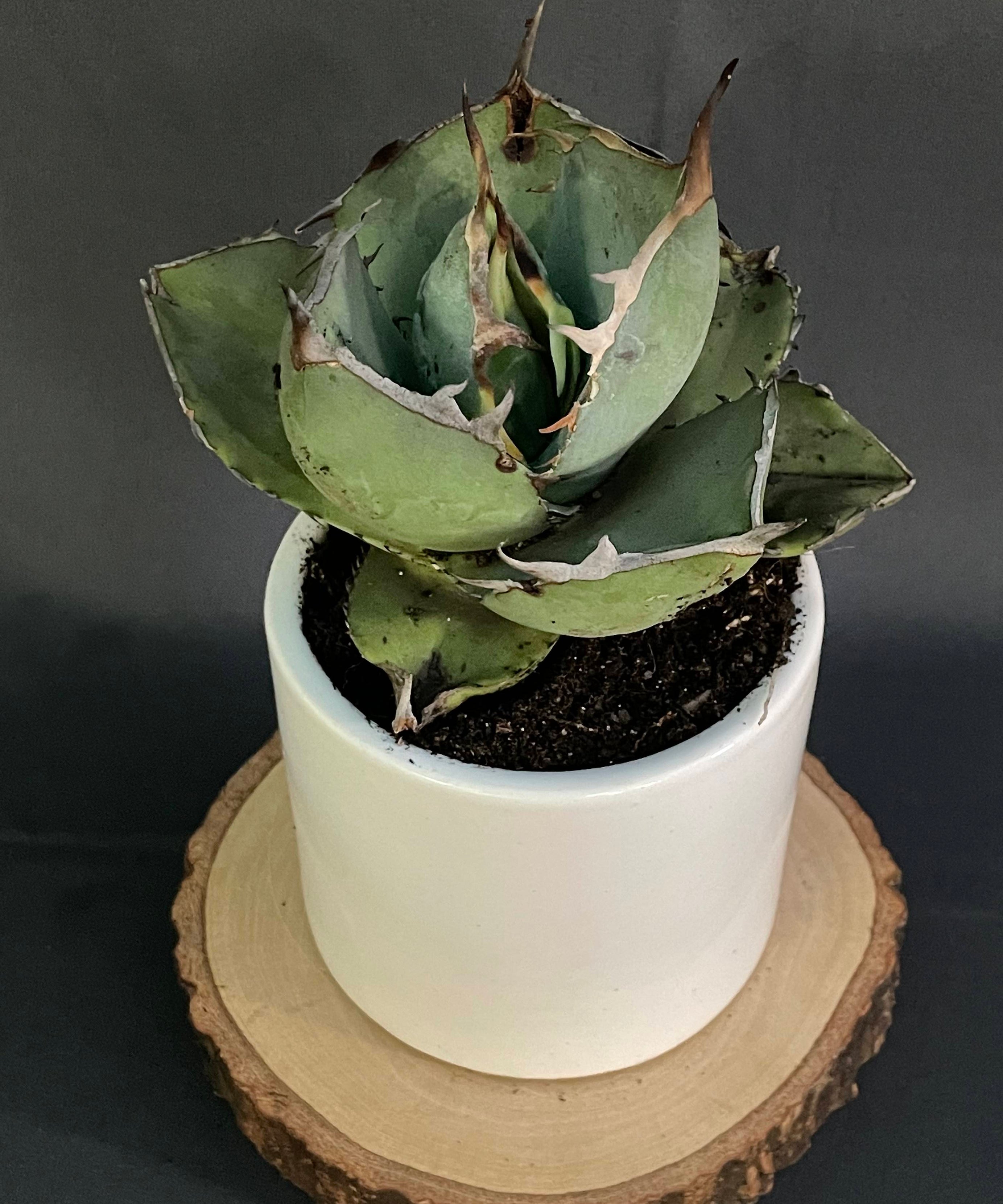 Agave Jaggernut