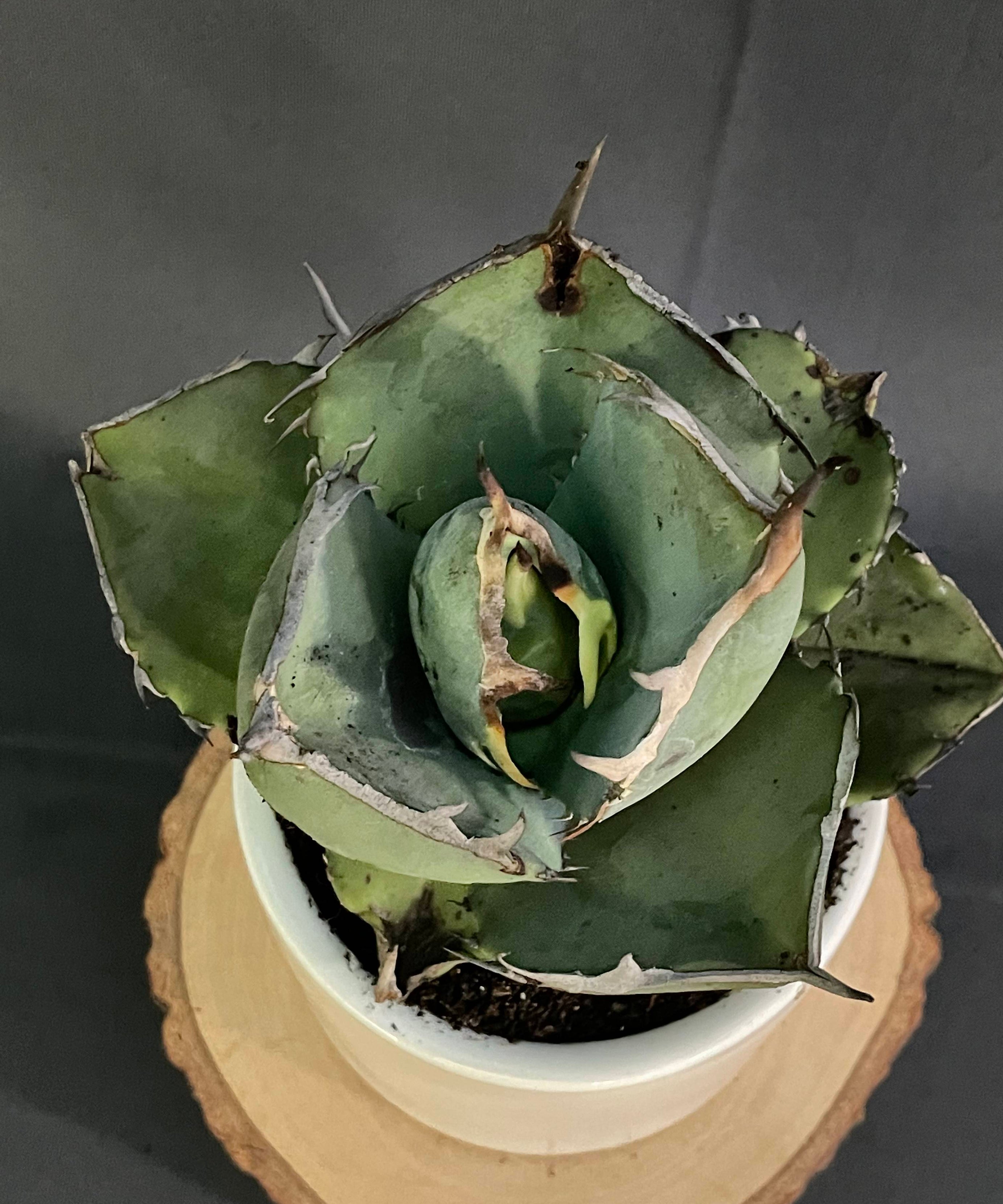 Agave Jaggernut