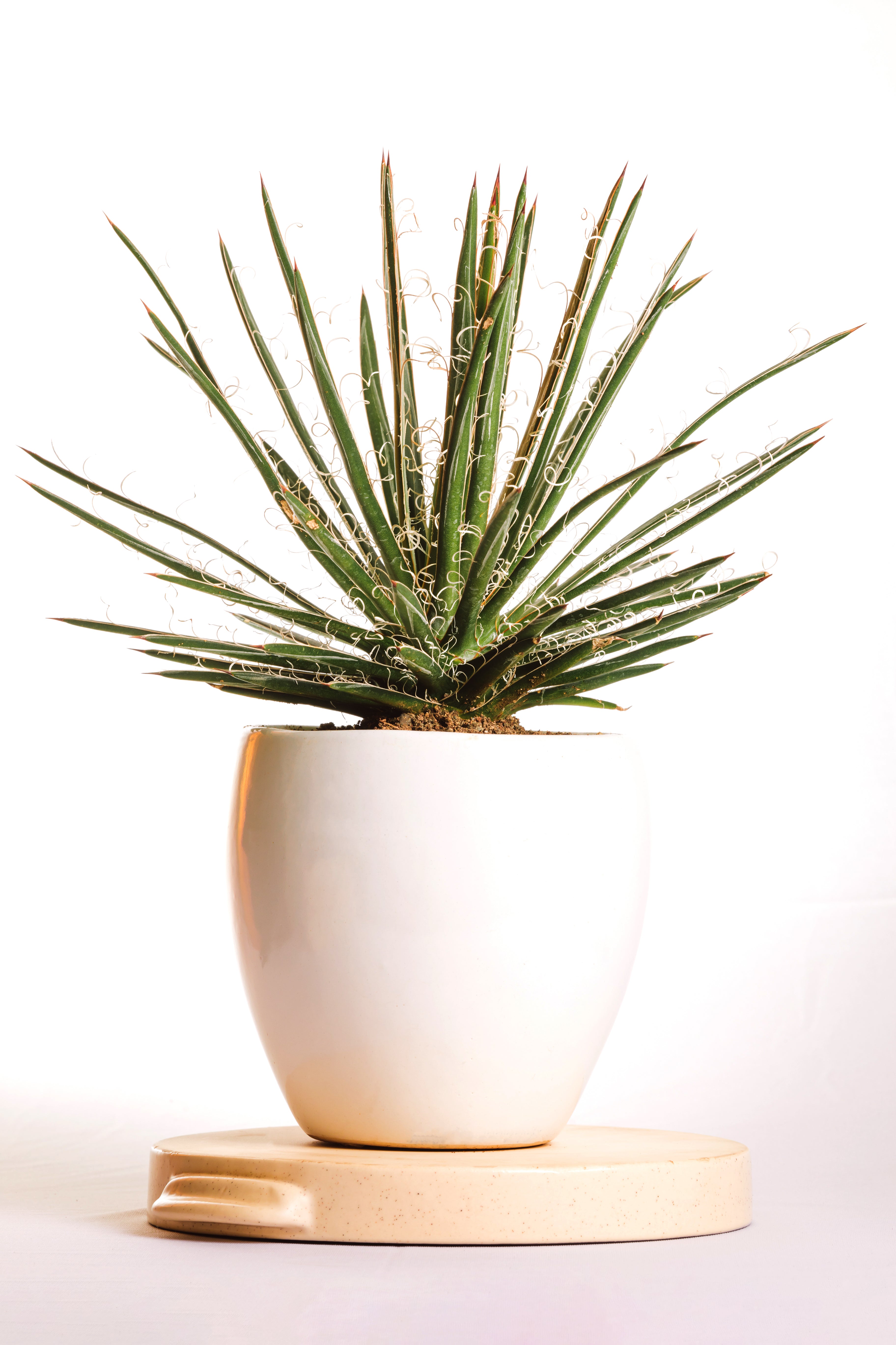 Agave Leopoldi Variegated Cv Hammertime Big