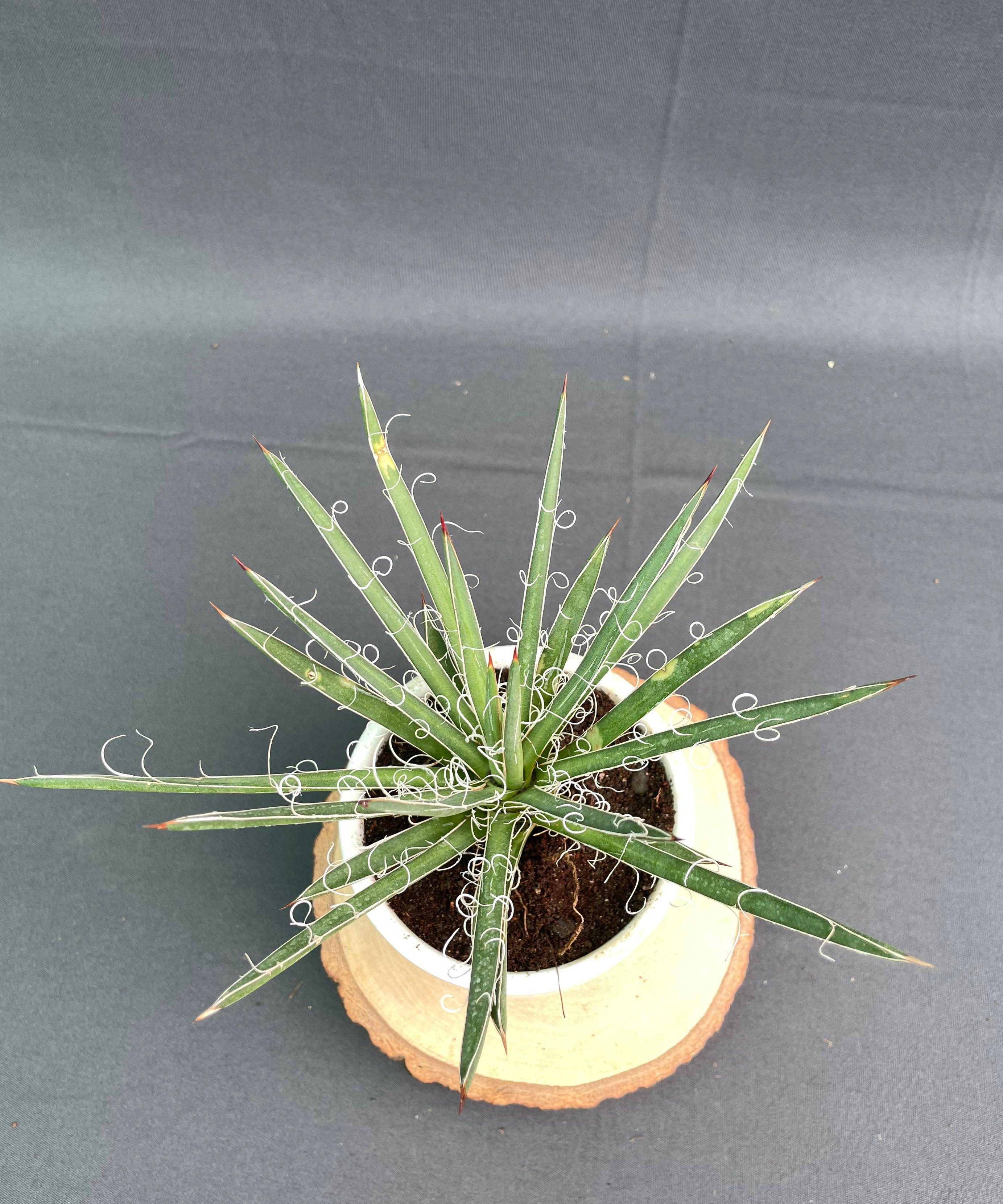 Agave Leopoldi Variegated Cv Hammertime Small