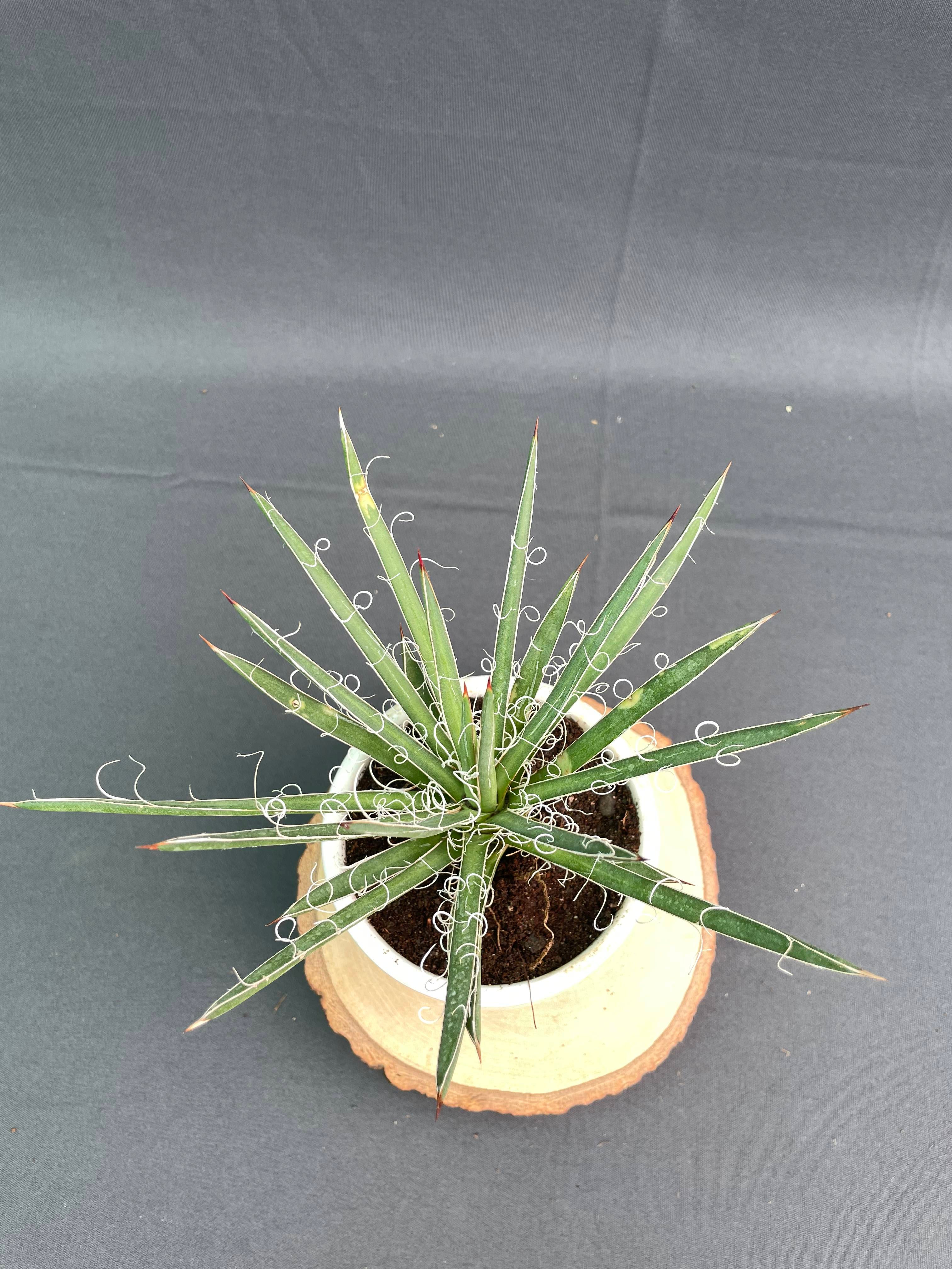 Agave Leopoldi Variegated Cv Hammertime Small