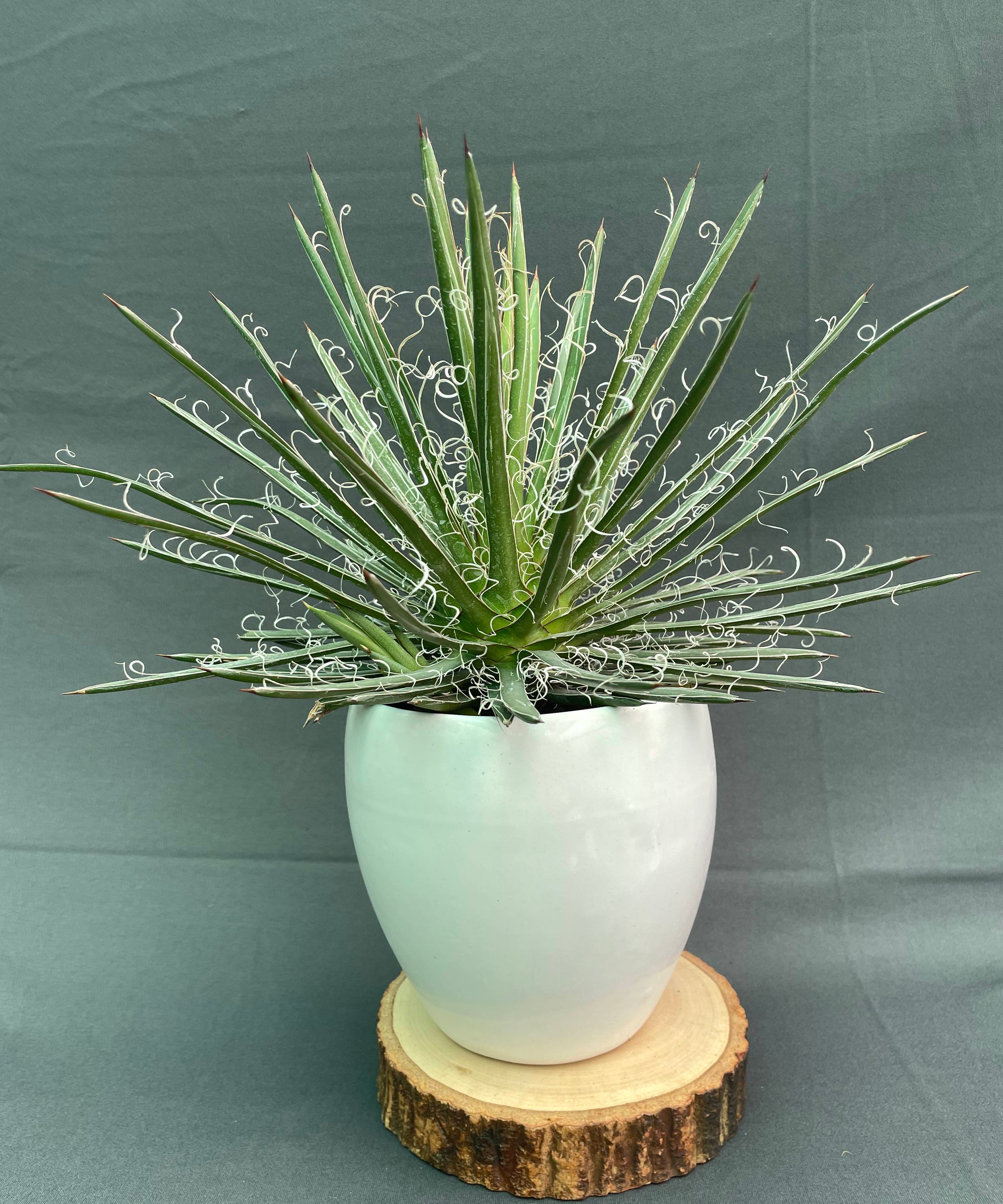 Agave Leopoldi Variegated Cv Hammertime Big