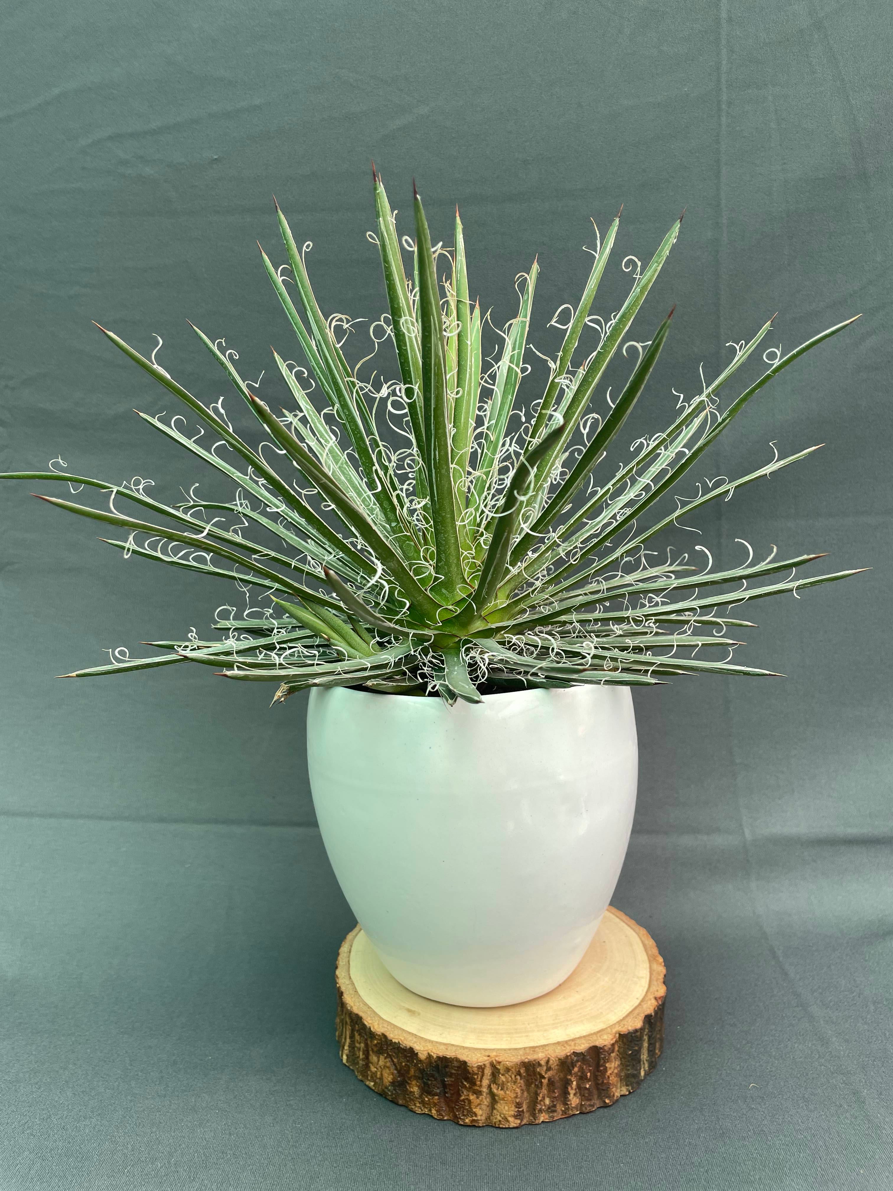 Agave Leopoldi Variegated Cv Hammertime Big