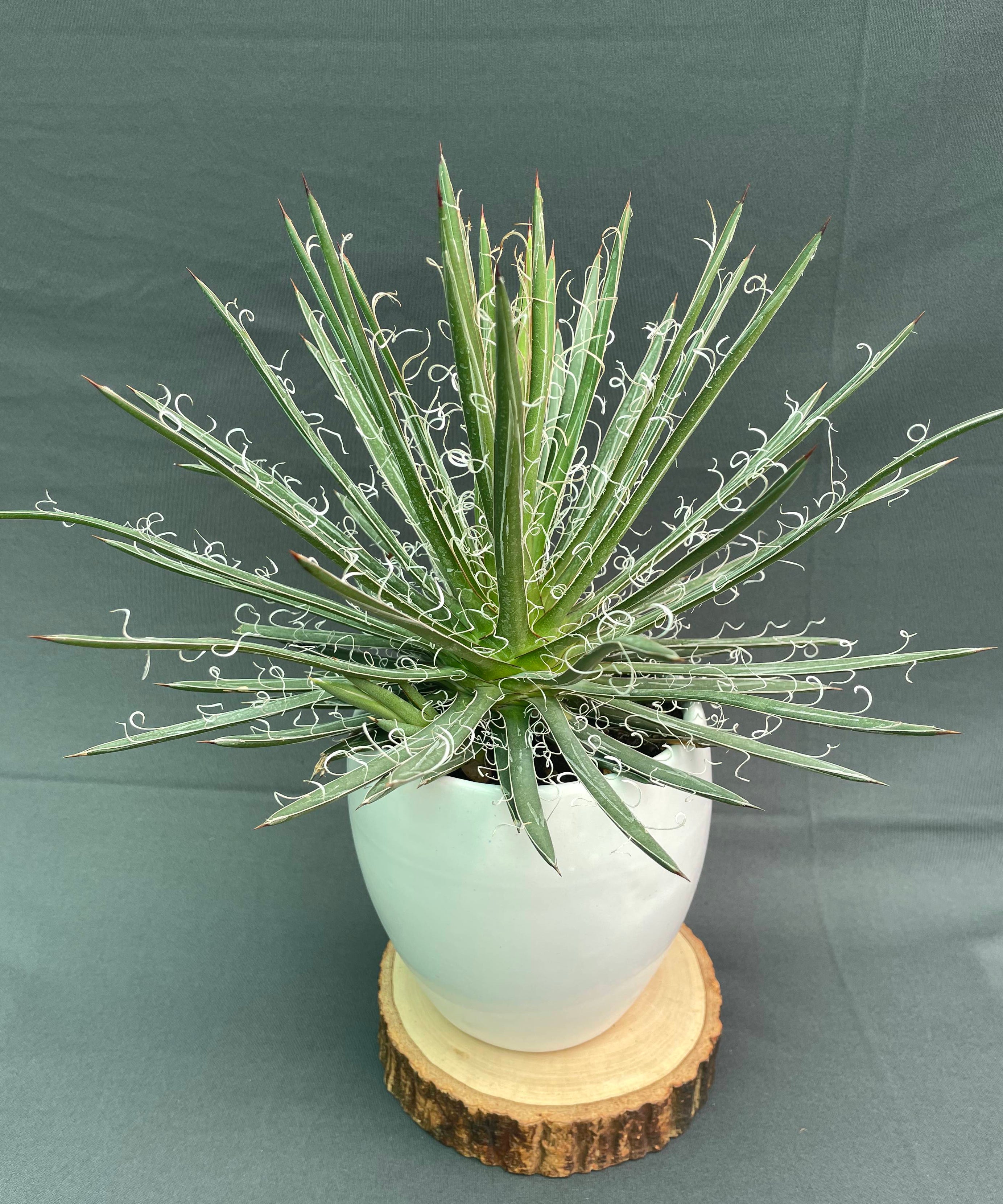 Agave Leopoldi Variegated Cv Hammertime Big