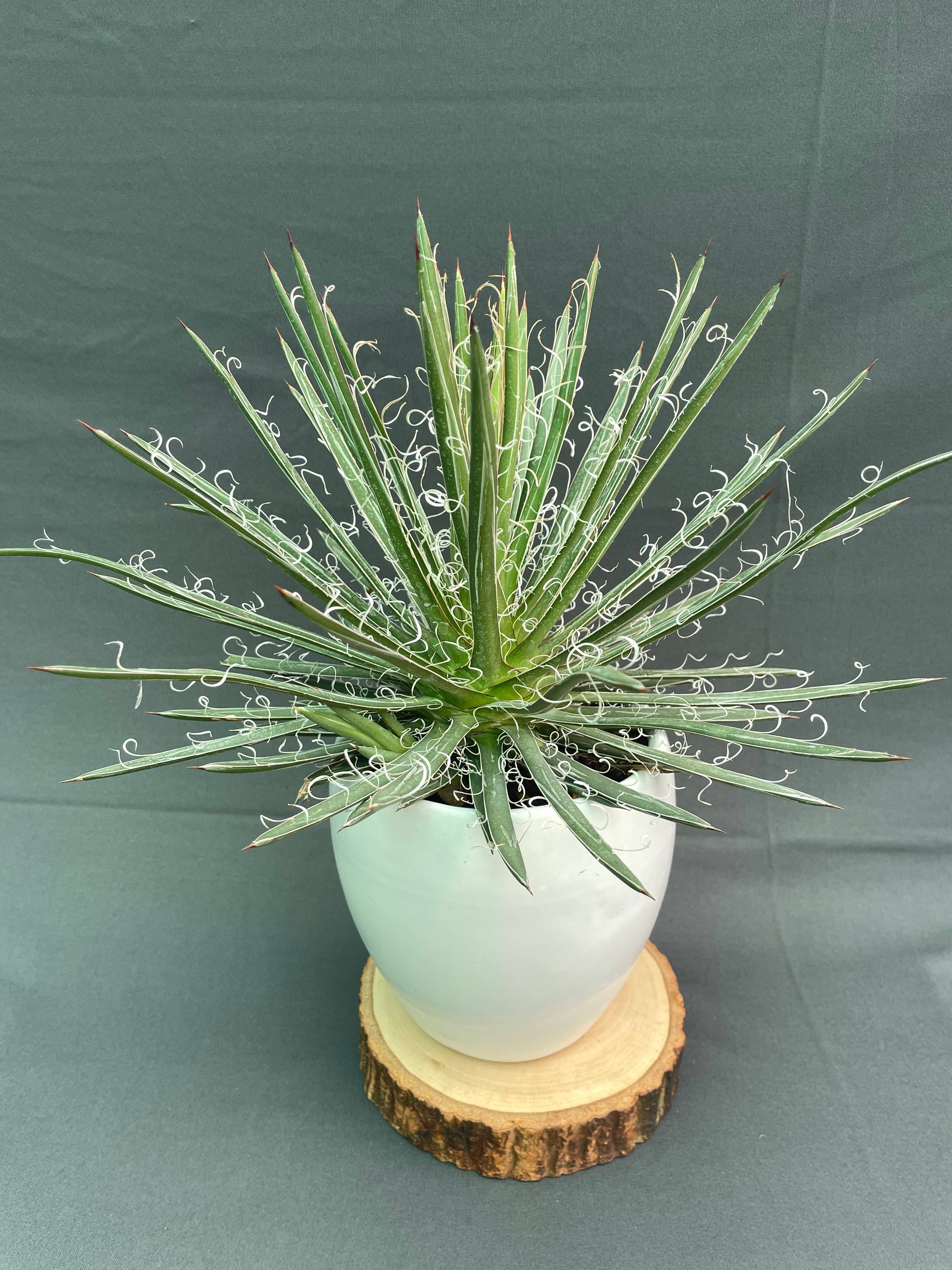 Agave Leopoldi Variegated Cv Hammertime Big