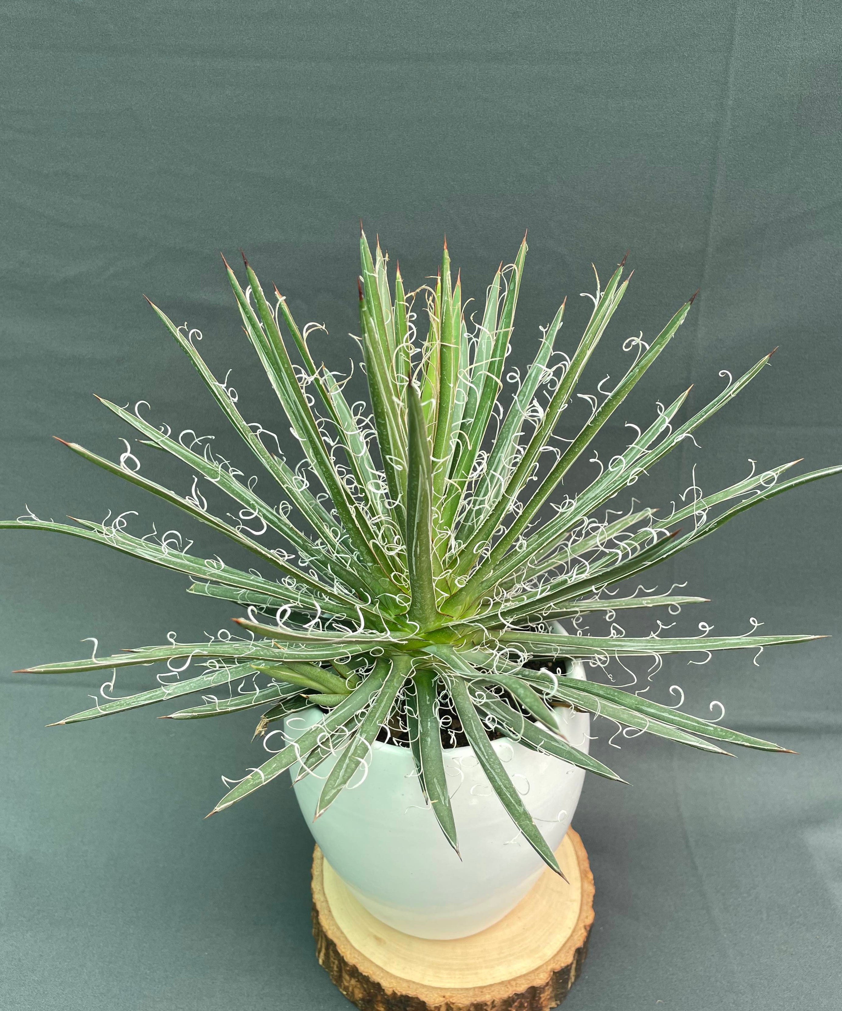 Agave Leopoldi Variegated Cv Hammertime Big