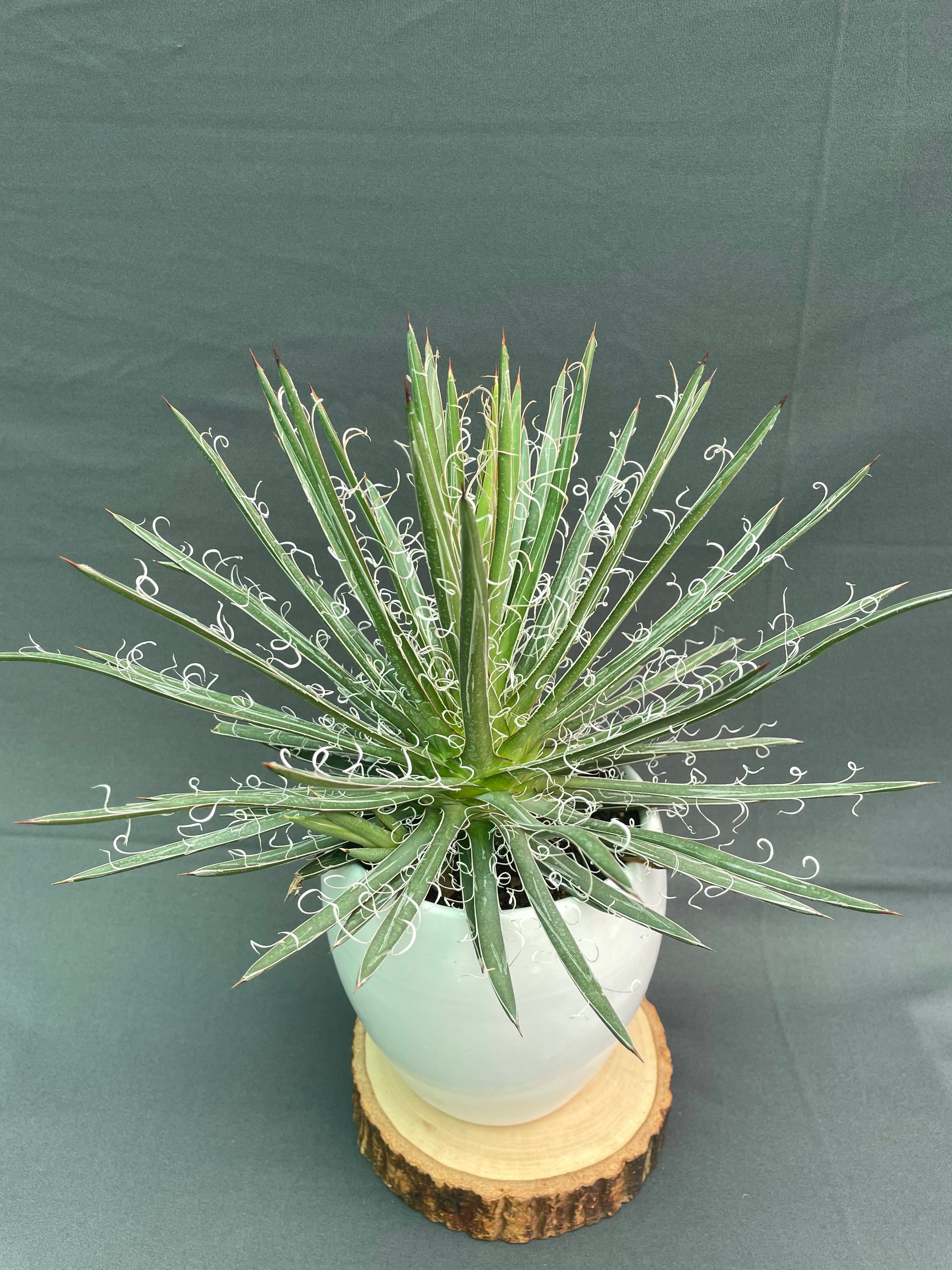 Agave Leopoldi Variegated Cv Hammertime Big