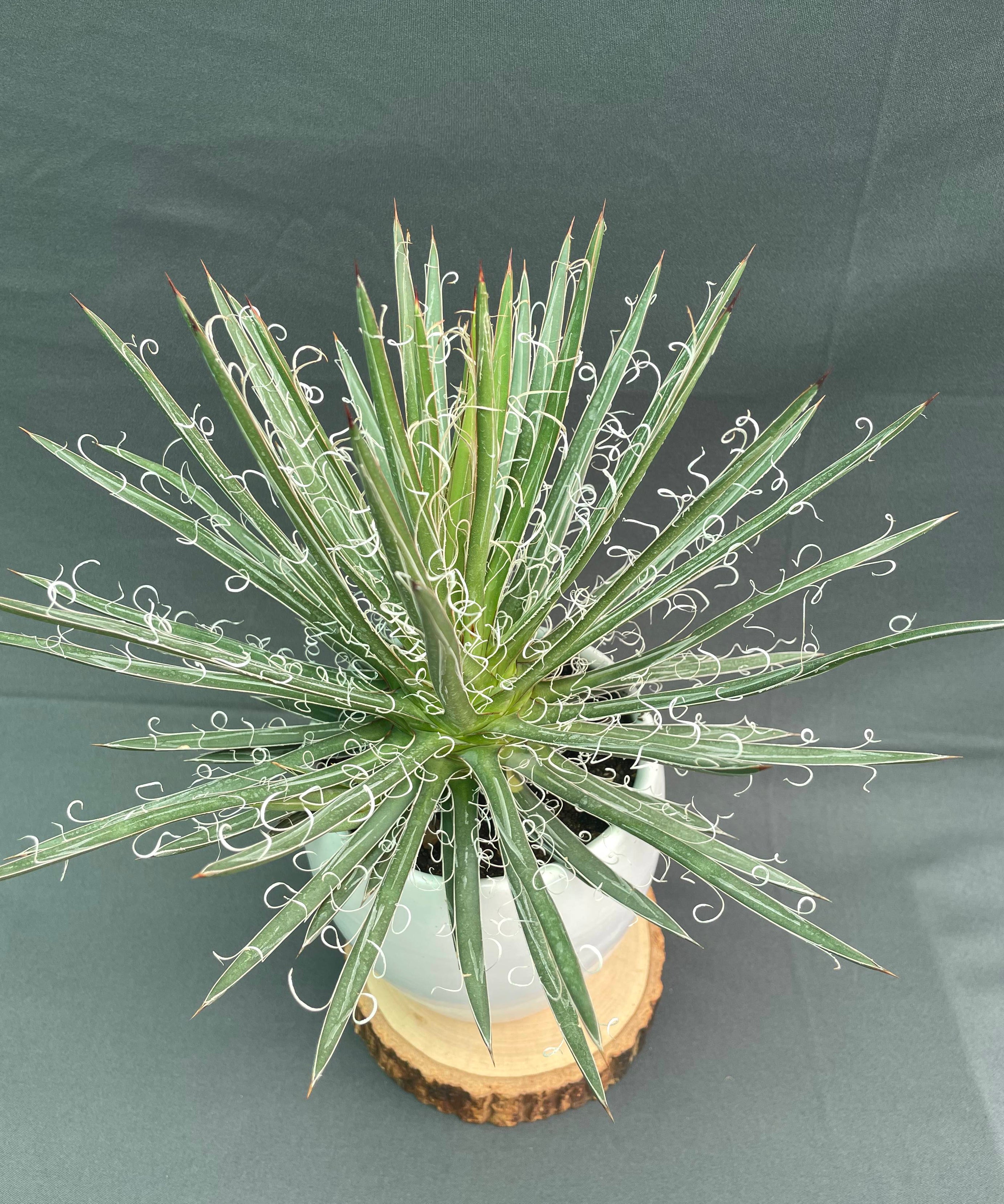 Agave Leopoldi Variegated Cv Hammertime Big