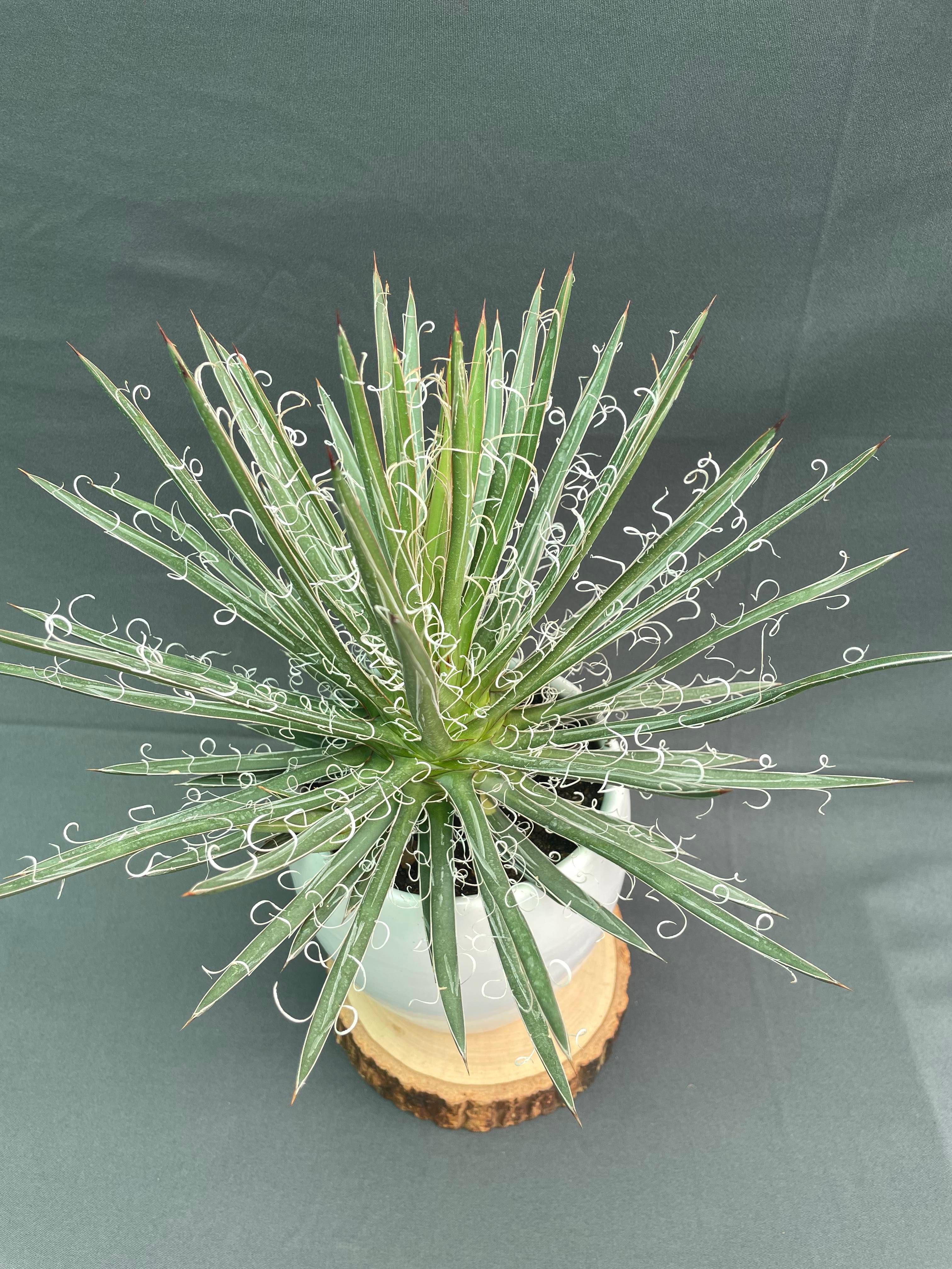 Agave Leopoldi Variegated Cv Hammertime Big