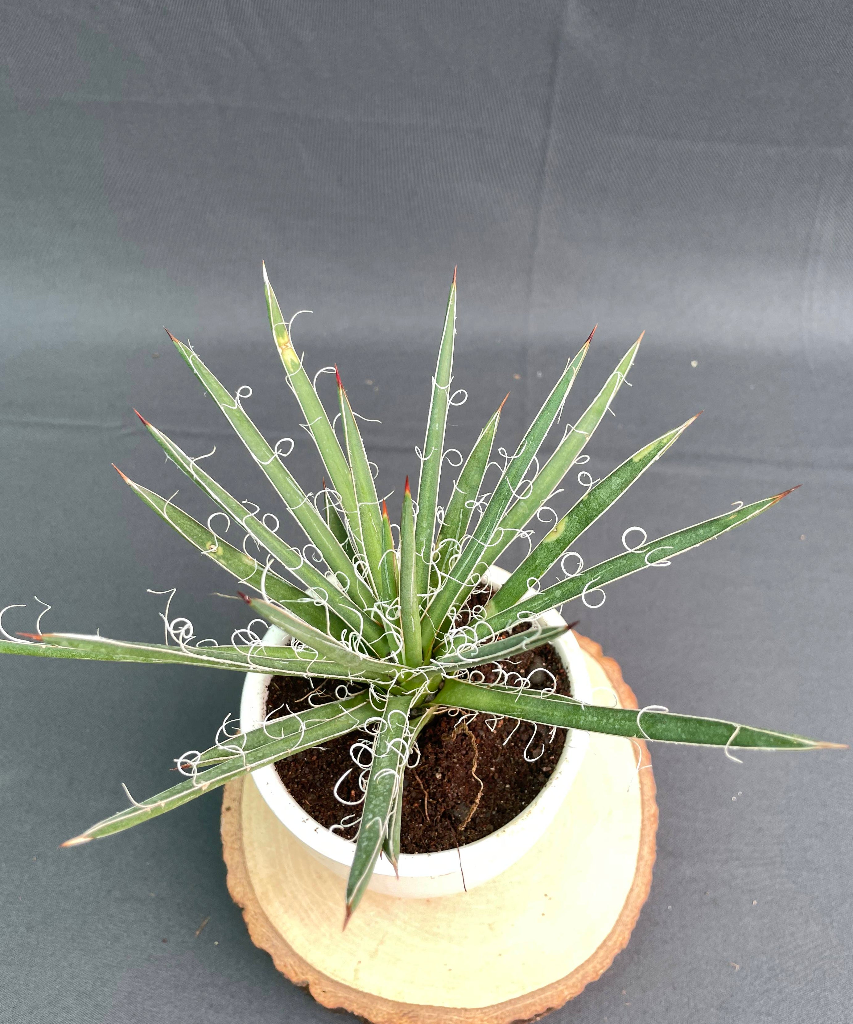 Agave Leopoldi Variegated Cv Hammertime Small