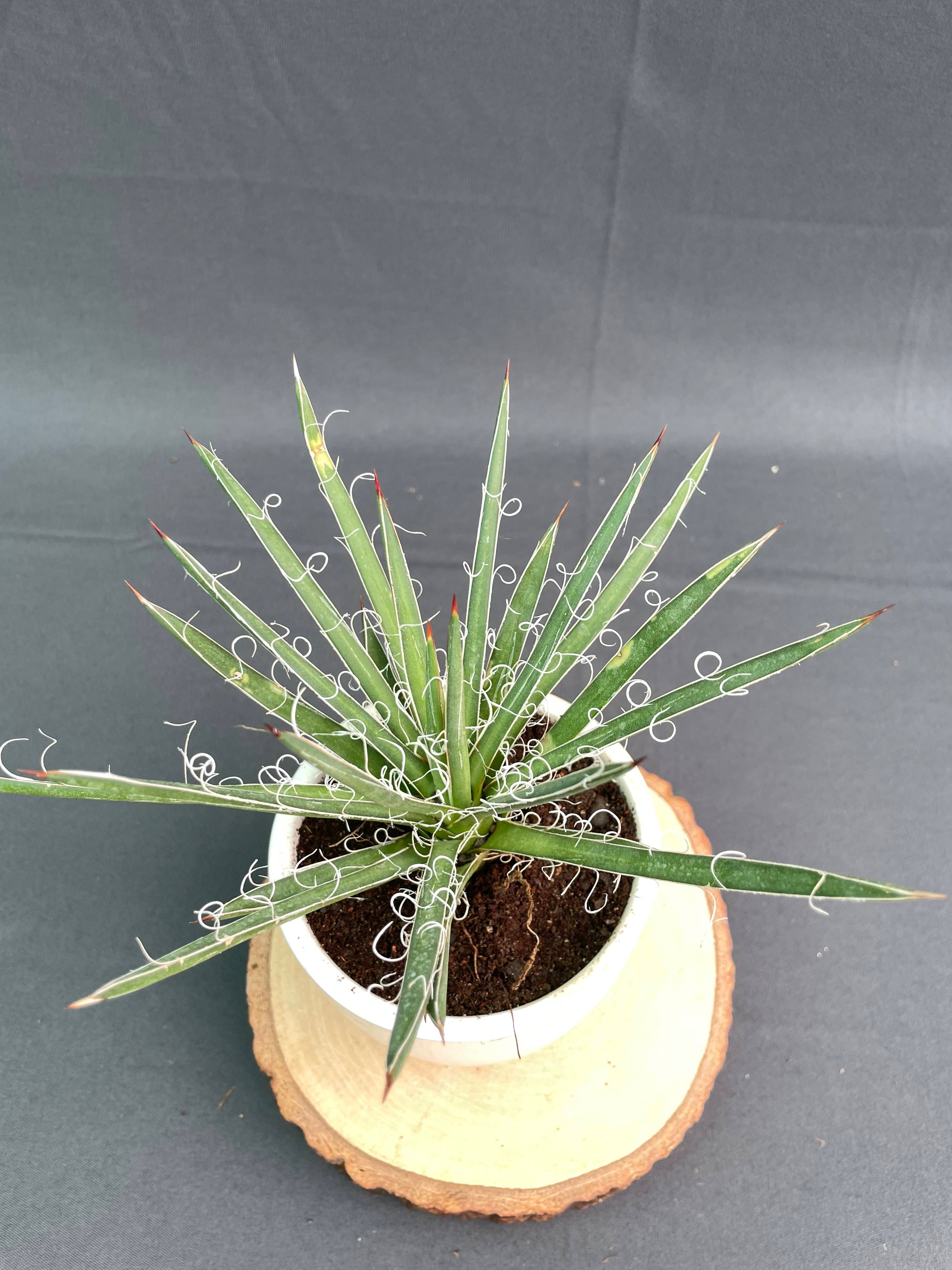 Agave Leopoldi Variegated Cv Hammertime Small
